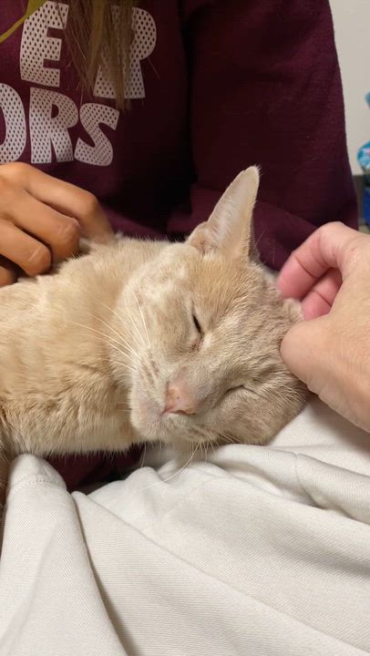 Enlarge Latte, a Adoptable Domestic Short Hair in Collierville, TN video 5/6