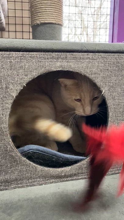 Enlarge Latte, a Adoptable Domestic Short Hair in Collierville, TN video 6/6