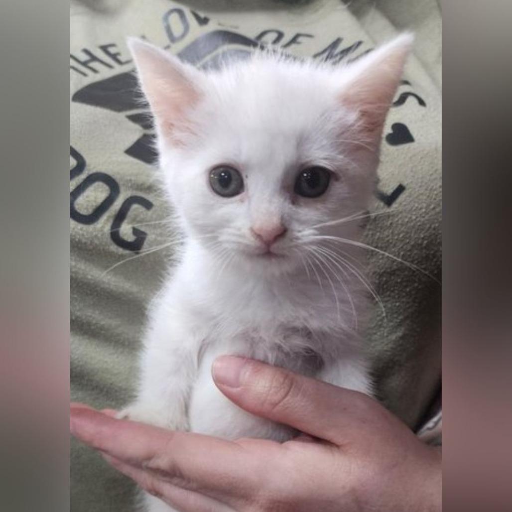 Enlarge Aspen, a Adoptable Domestic Short Hair in Toledo, OH image 1/1