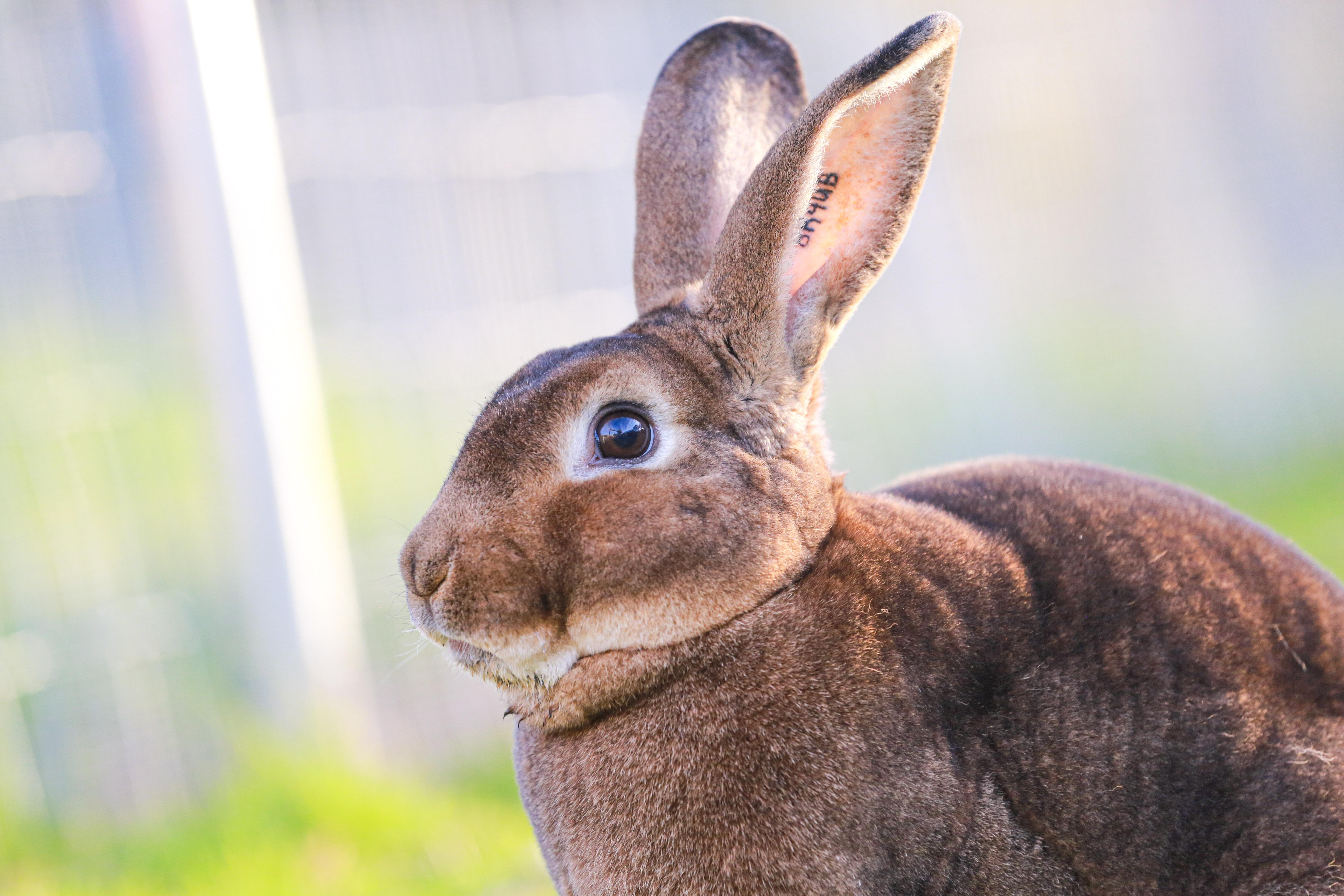 Enlarge Roscoe, an adopted Rex in Grass Valley, CA image 3/3