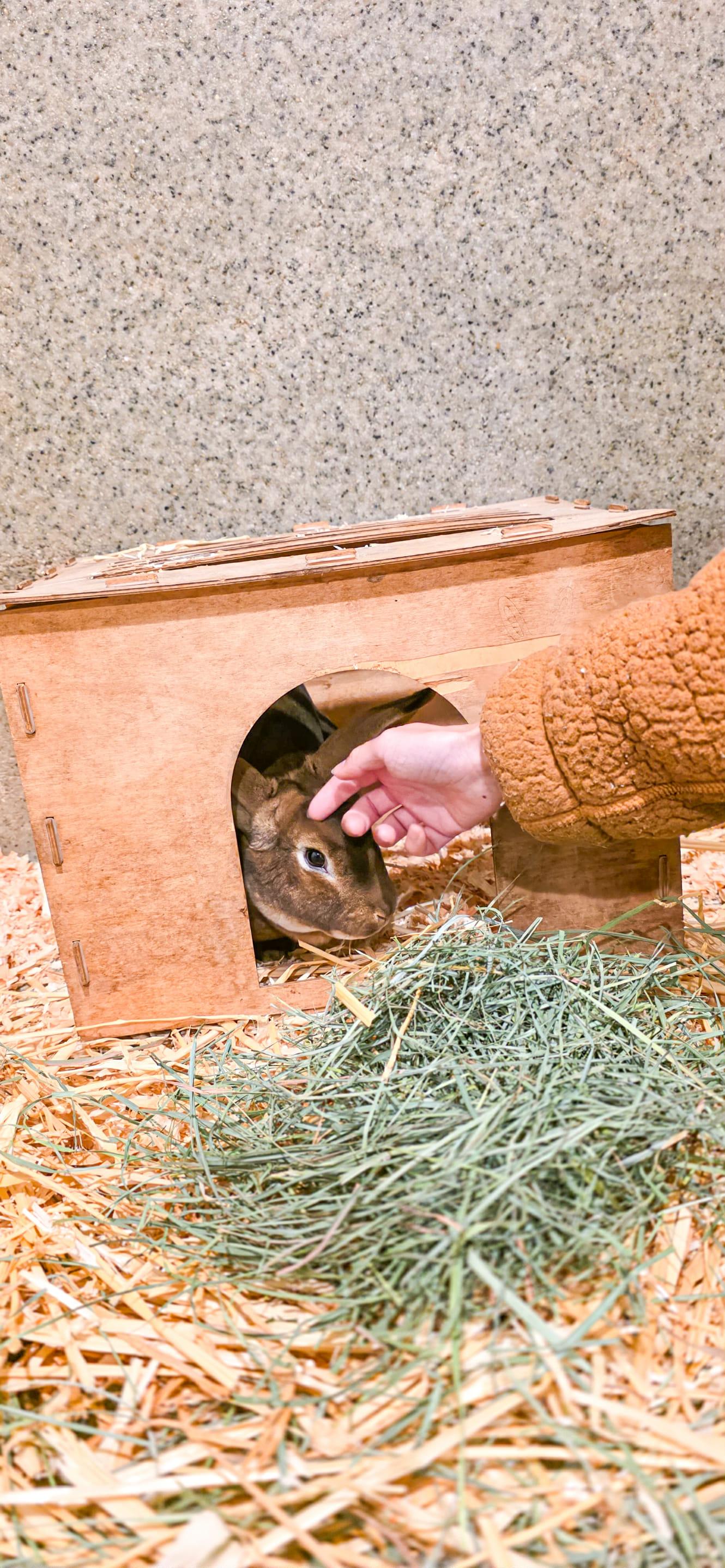 Enlarge Roscoe, a Adoptable Rex in Grass Valley, CA image 2/2
