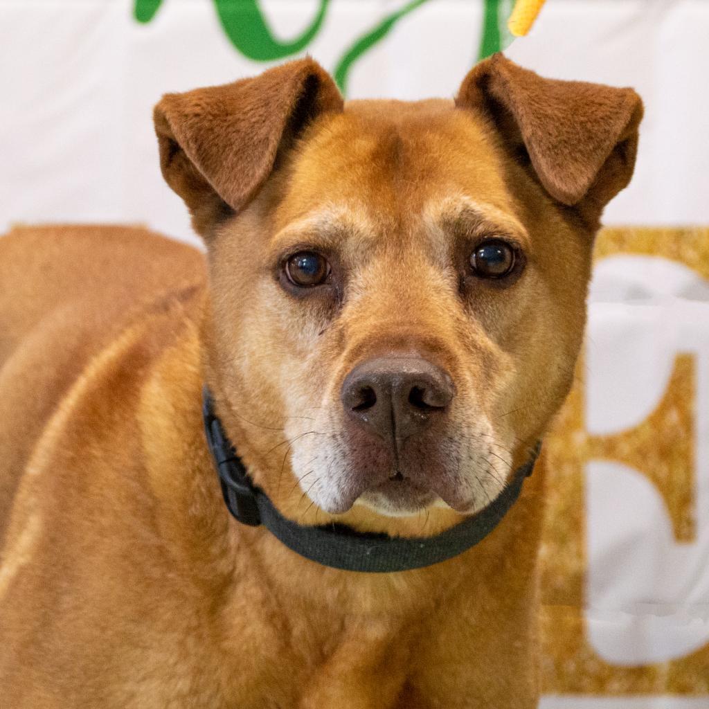 Melo, Adoptable, Senior Male Mixed Breed & German Shepherd Dog.
