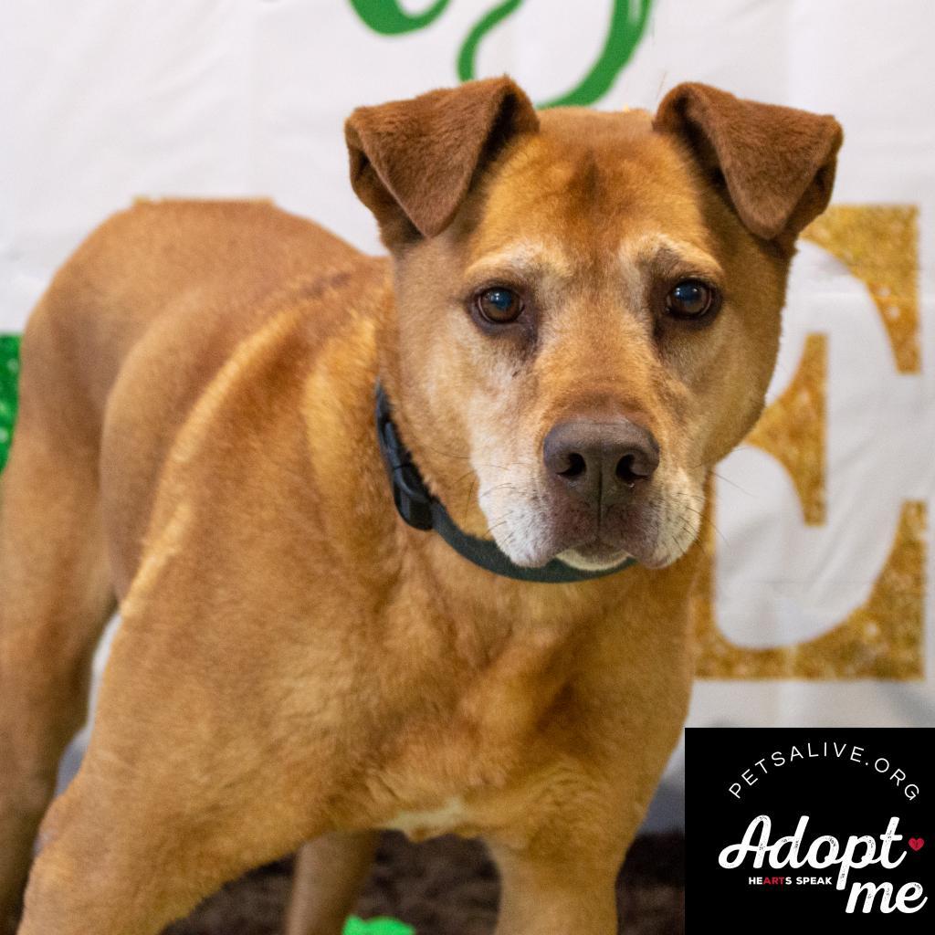 Melo, a Adoptable mixed breed in Middletown, NY image 2/3