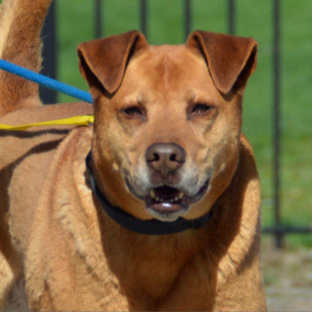 Melo, a Adoptable mixed breed in Middletown, NY image 3/3