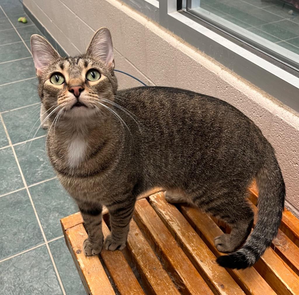 Theodore, Adoptable, Adult Male Domestic Short Hair.