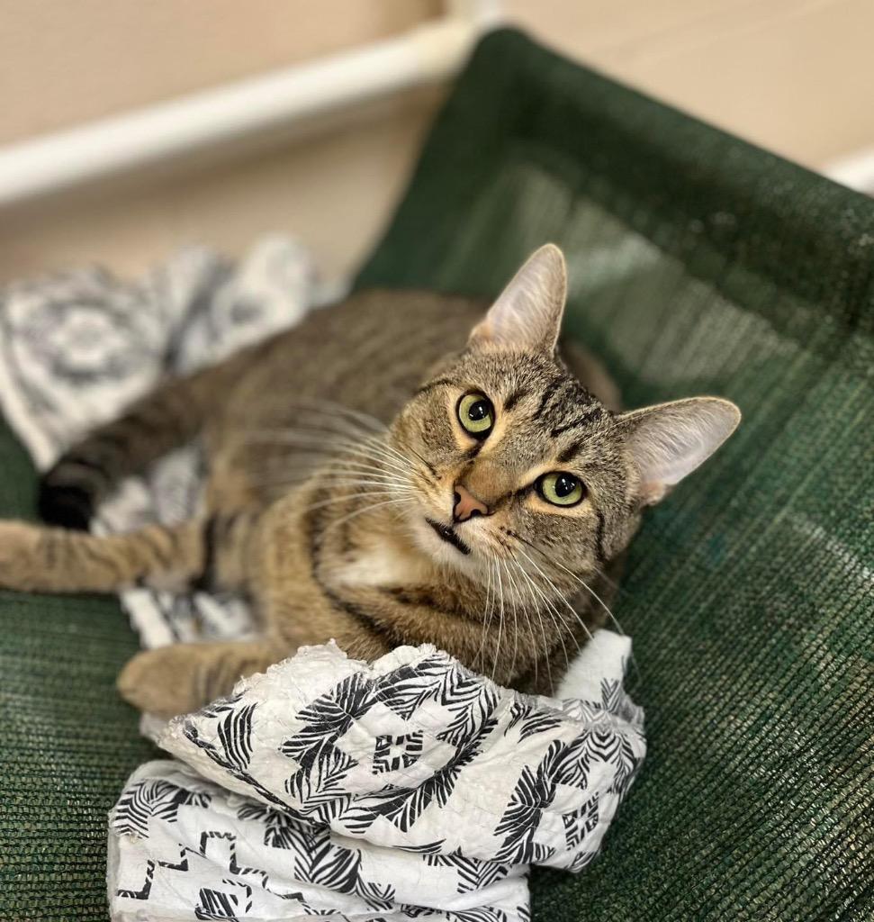 Enlarge Theodore, a Adoptable mixed breed in Lima, OH image 2/2