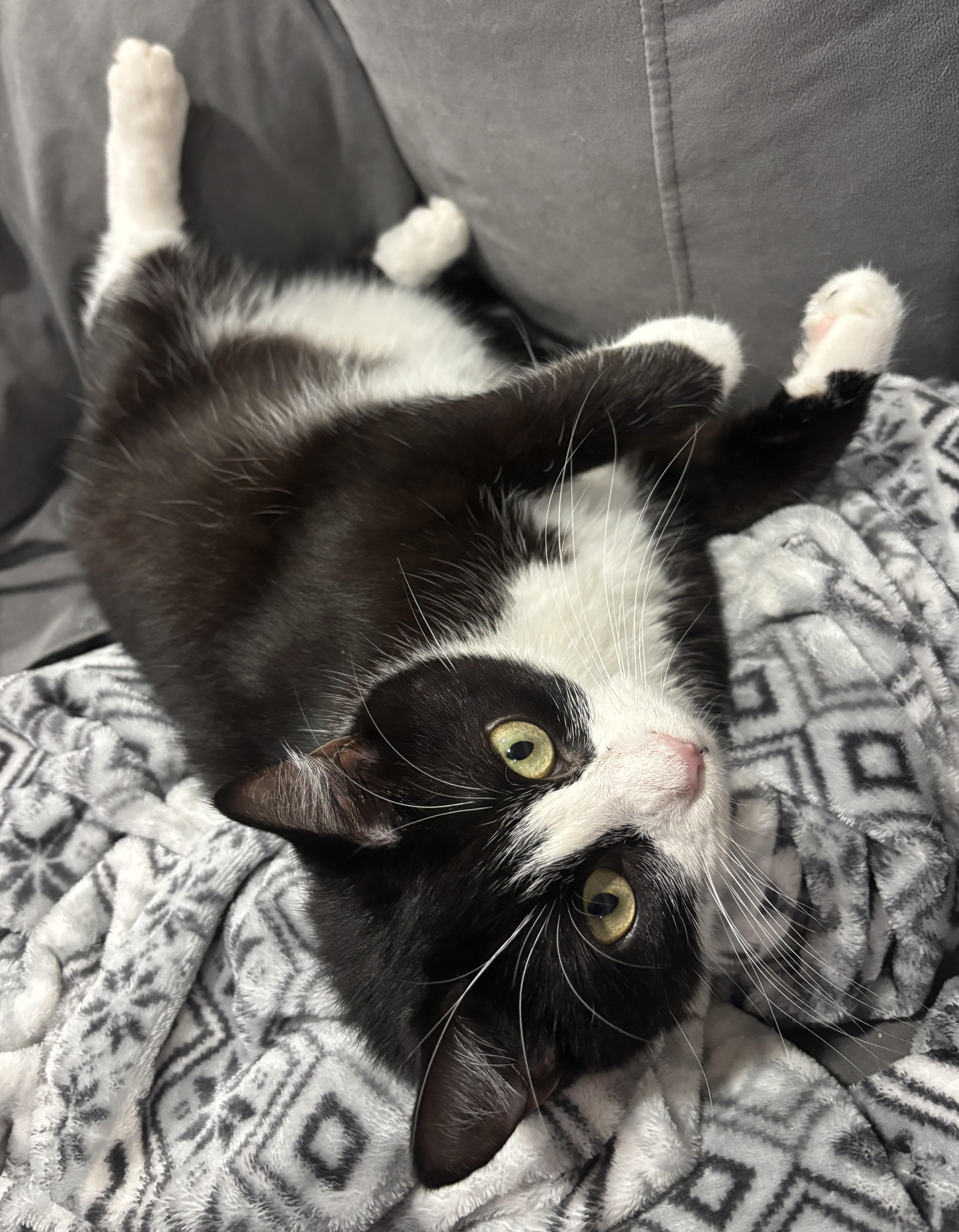 Patsy Cline, a Adoptable Domestic Short Hair in Dover, DE image 3/4