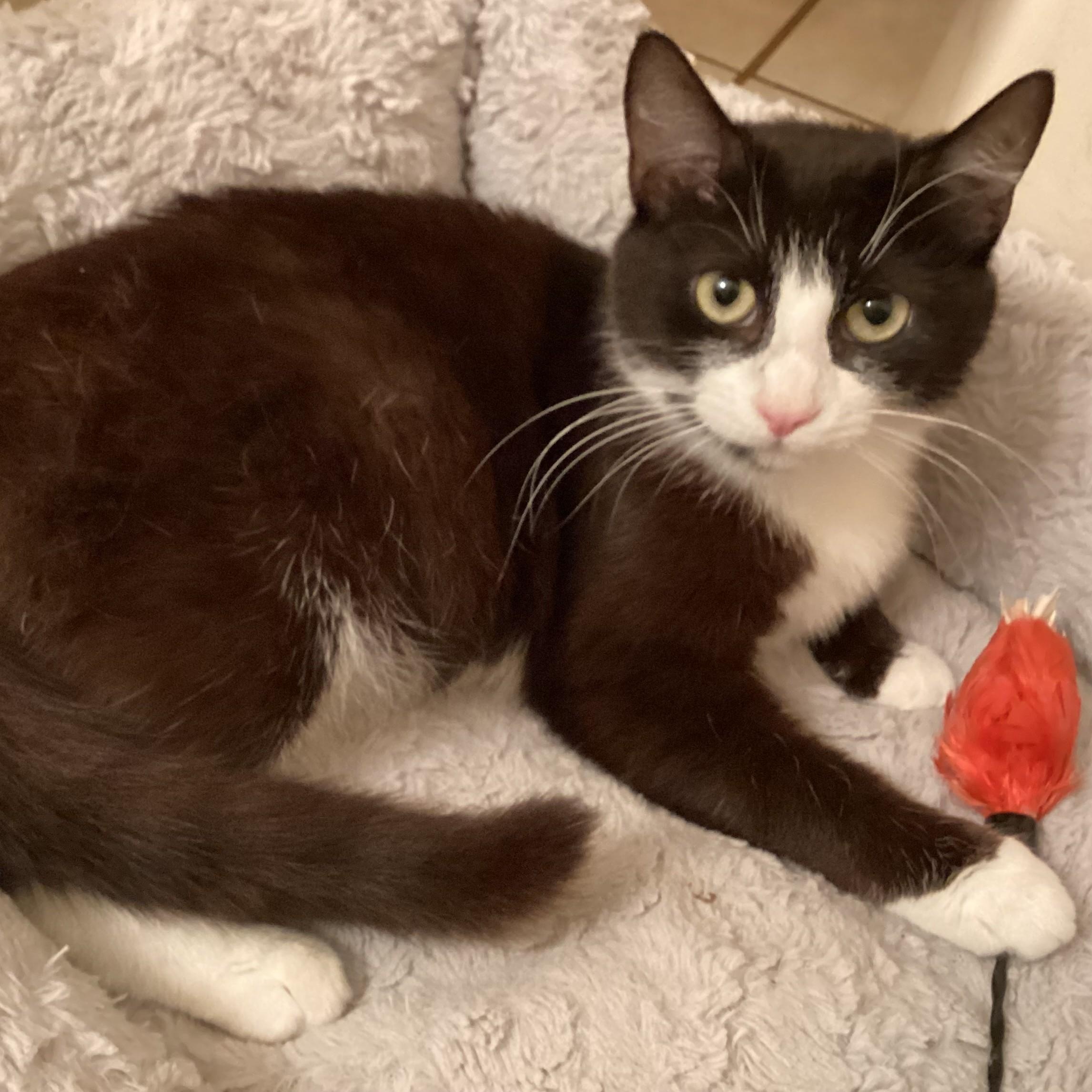 Patsy Cline, Adoptable, Adult Female Domestic Short Hair.