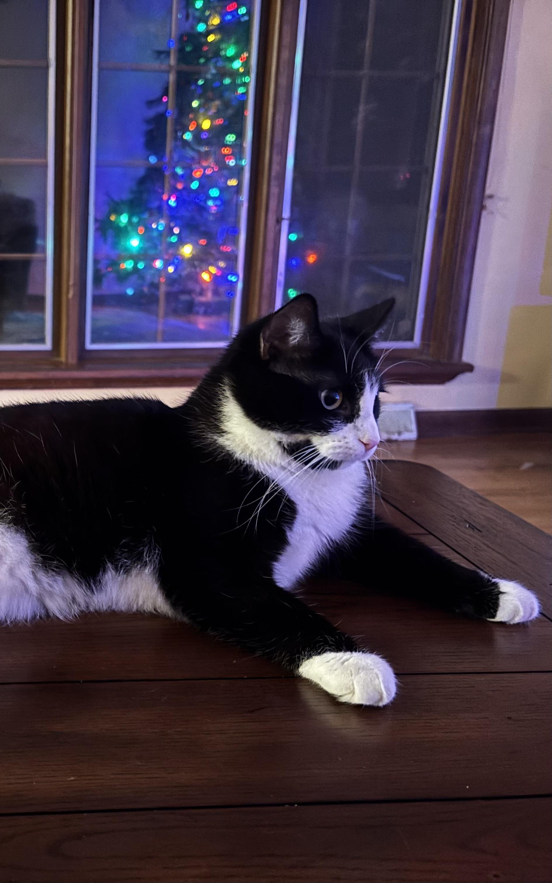 Enlarge Patsy Cline, an adopted Domestic Short Hair in Dover, DE image 5/5