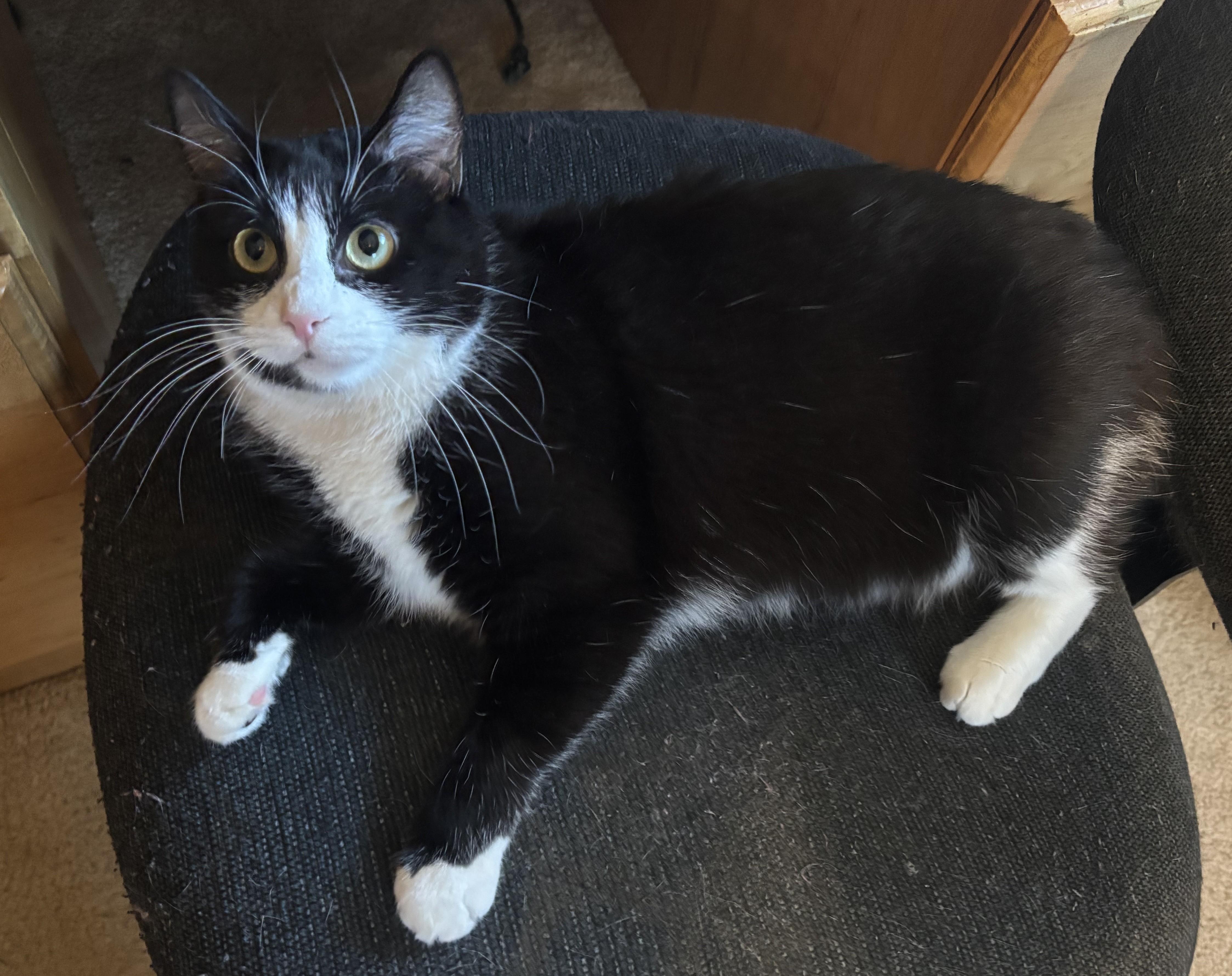 Enlarge Patsy Cline, an adopted Domestic Short Hair in Dover, DE image 2/5