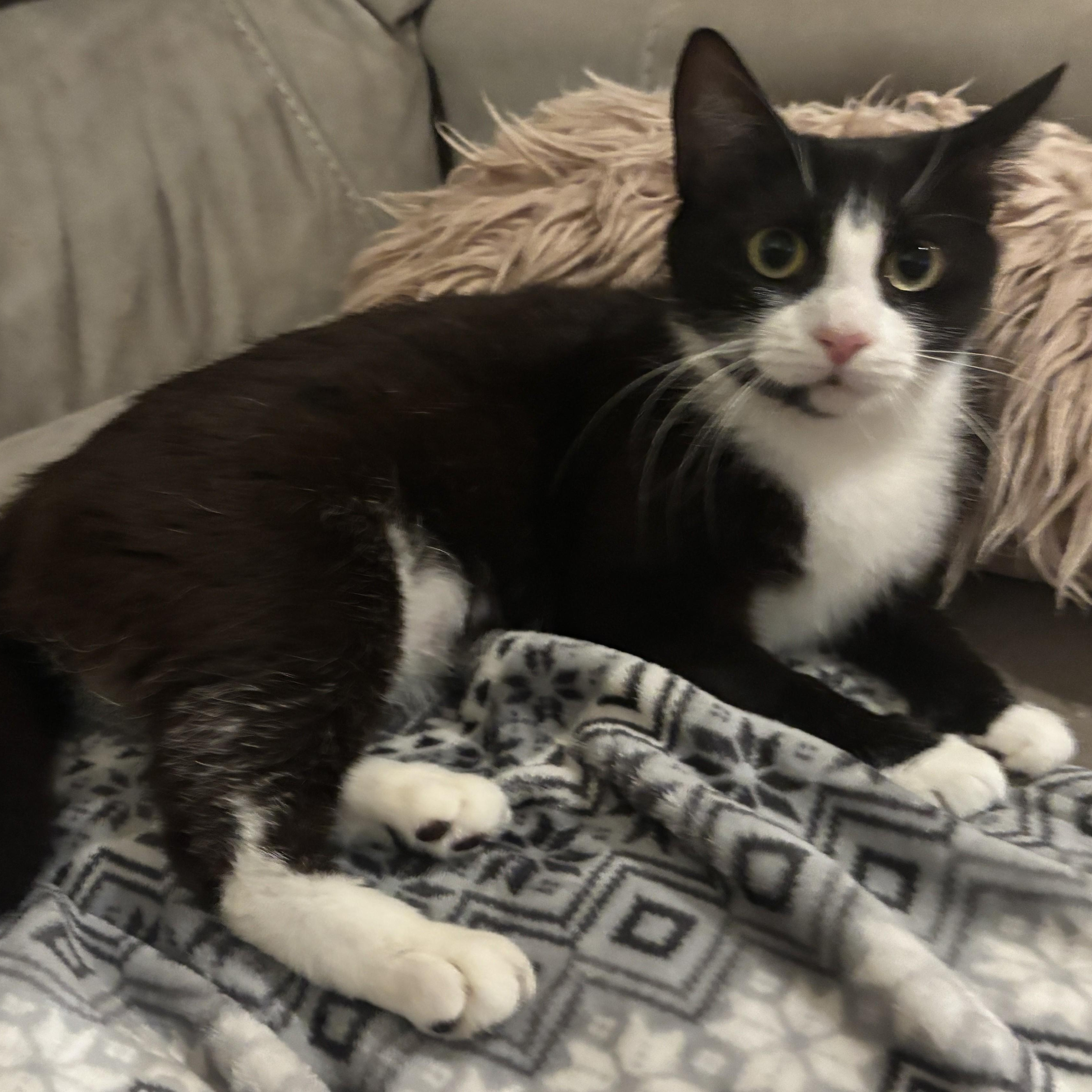 Patsy Cline, a Adoptable Domestic Short Hair in Dover, DE image 2/4