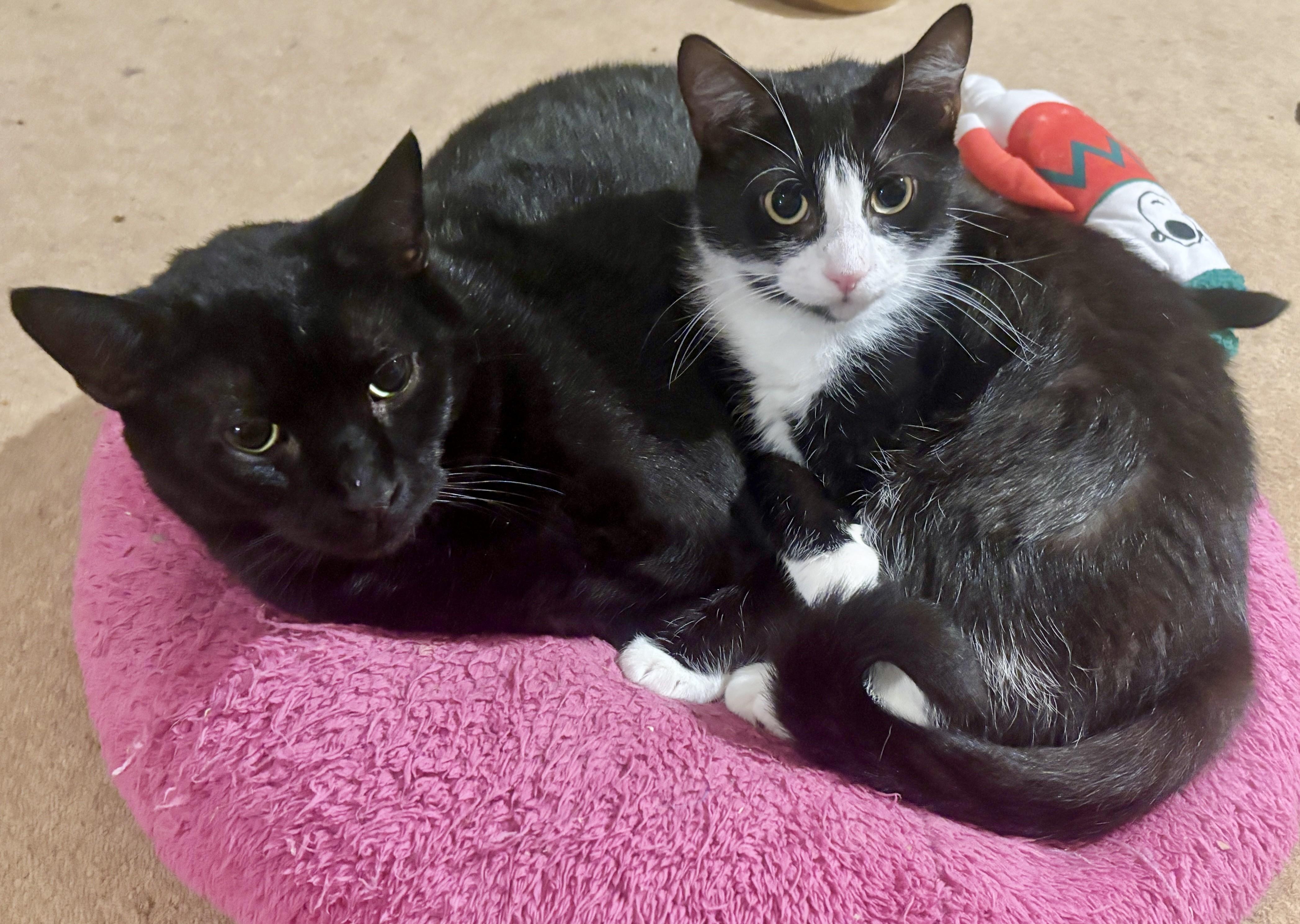 Patsy Cline, a Adoptable Domestic Short Hair in Dover, DE image 4/4