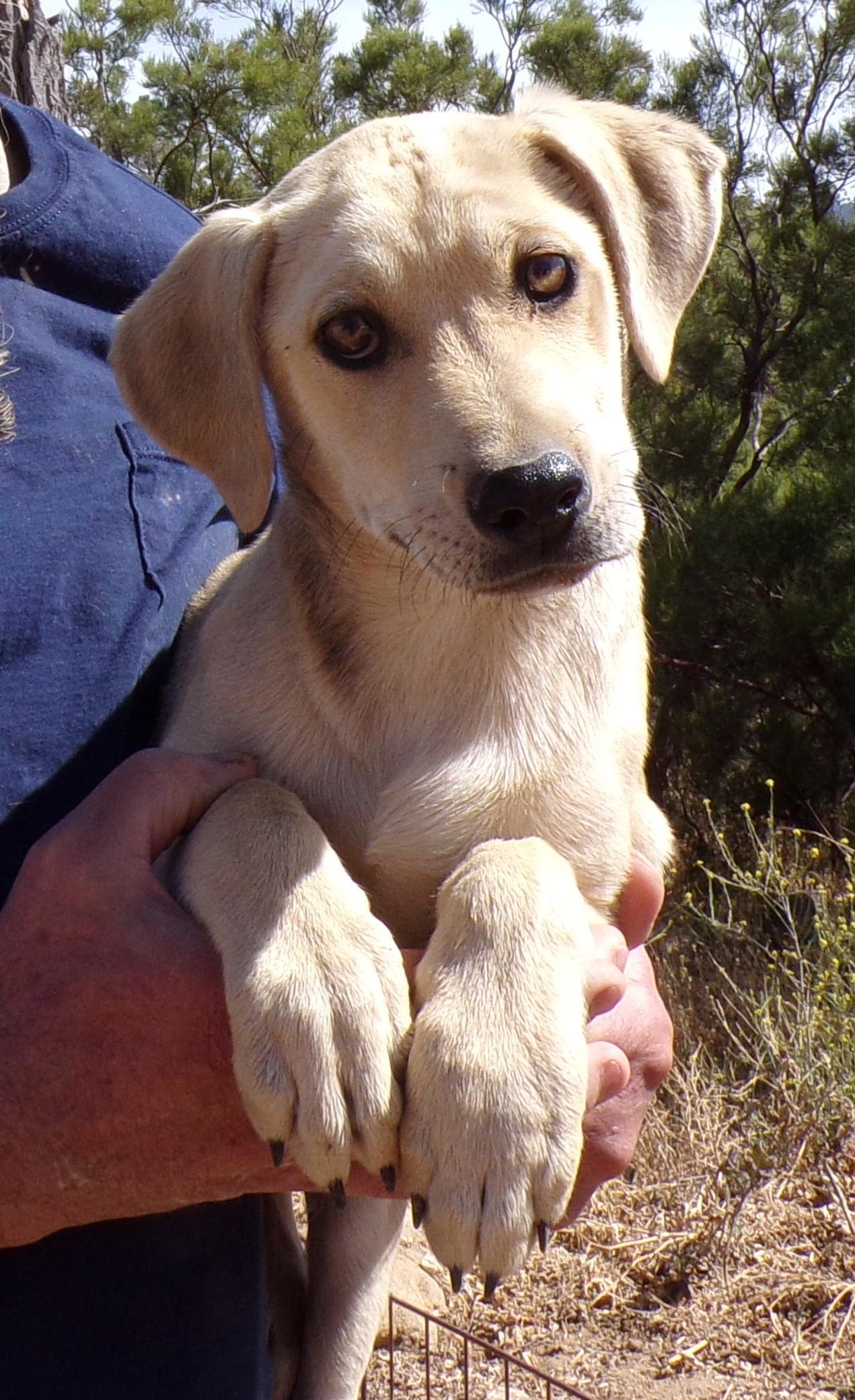 Enlarge HEIDI, a ADOPTABLE mixed breed in Corona, CA image 3/3
