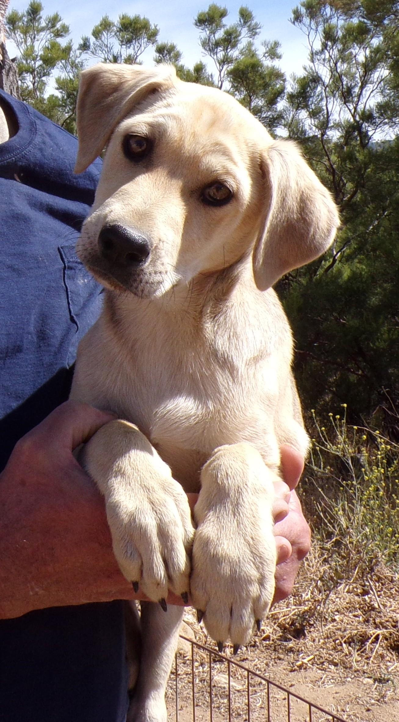 Enlarge HEIDI, a ADOPTABLE mixed breed in Corona, CA image 1/3