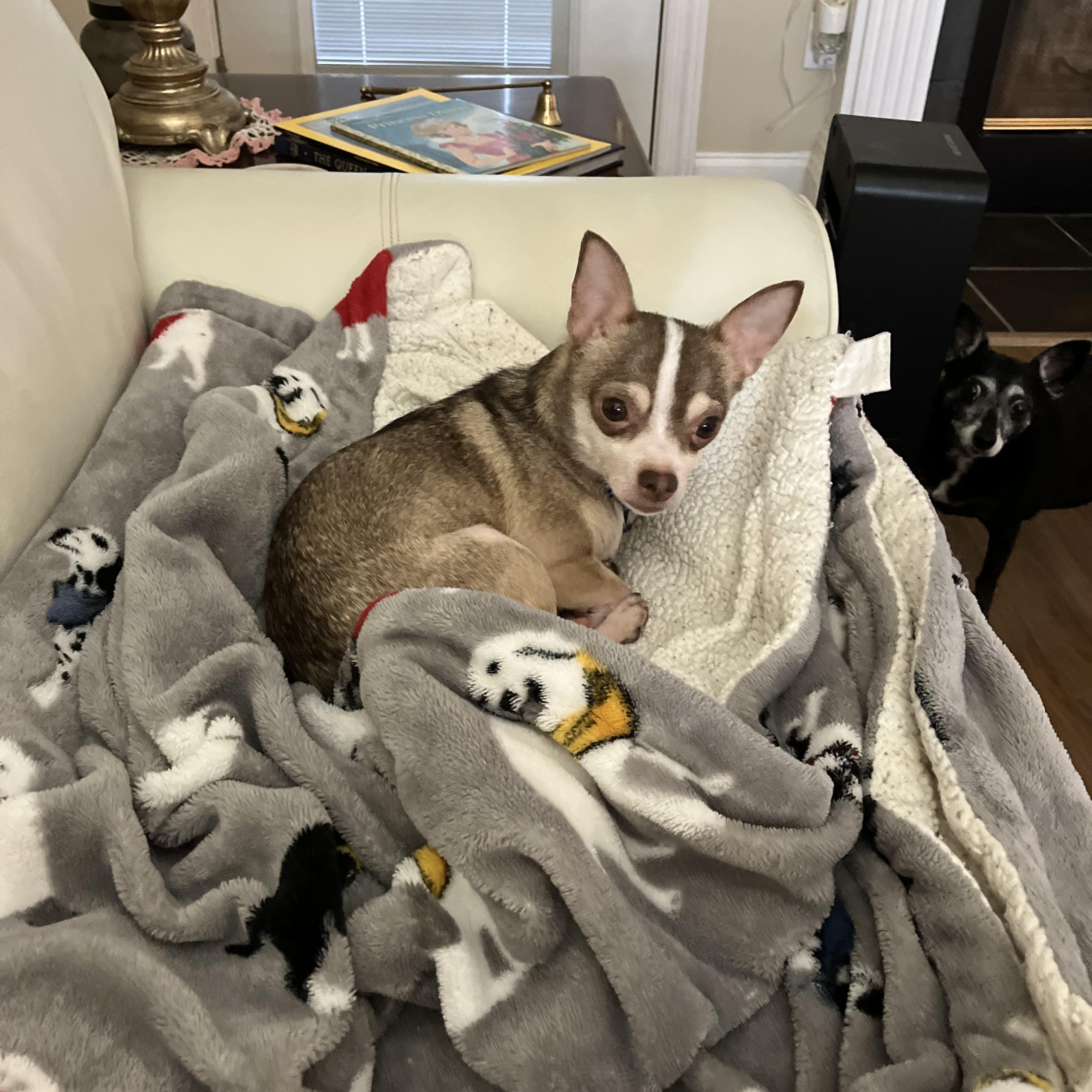 Enlarge Rocky, a ADOPTABLE Chihuahua in Durham, NC image 1/3