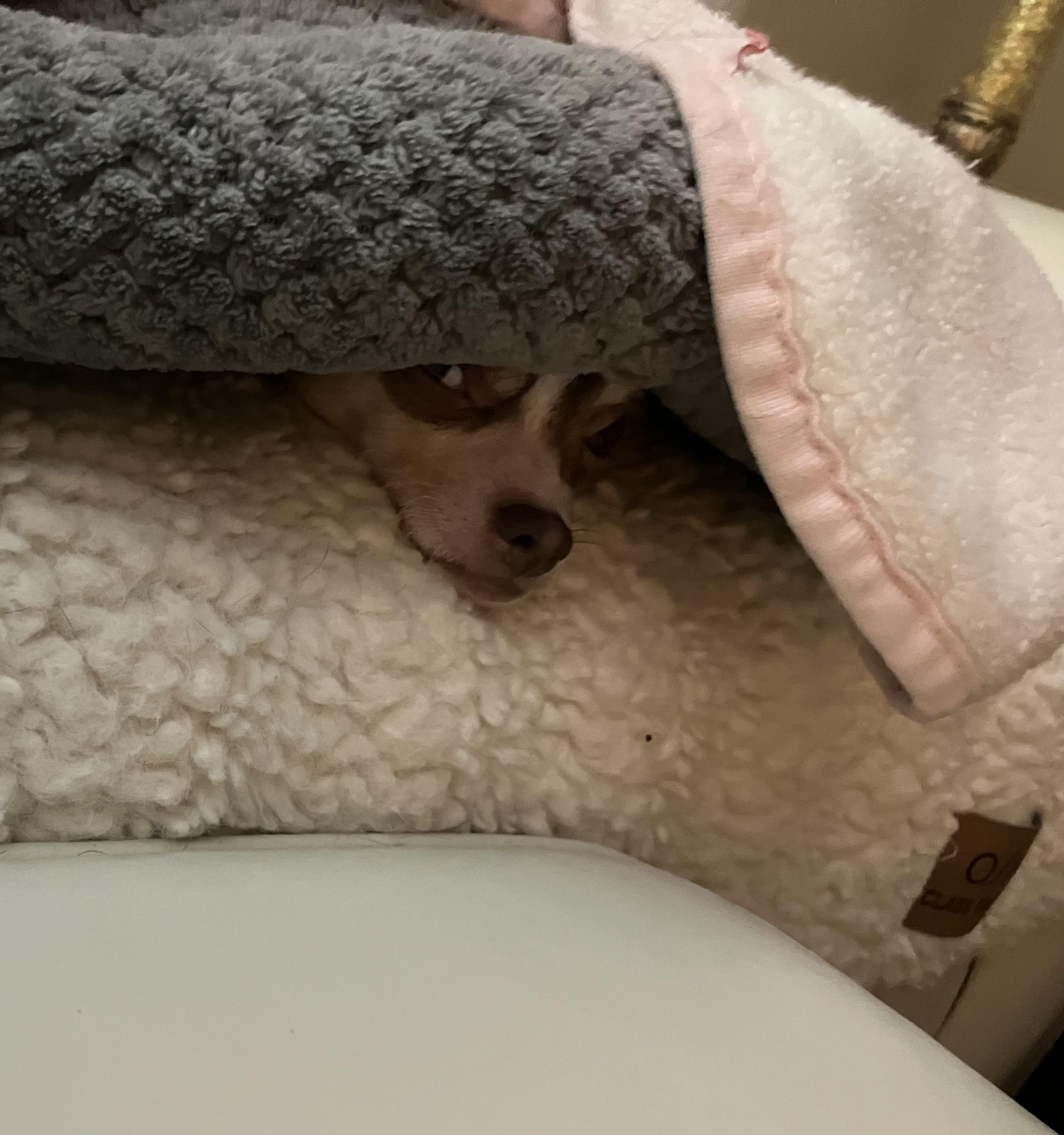 Enlarge Rocky, a ADOPTABLE Chihuahua in Durham, NC image 3/3