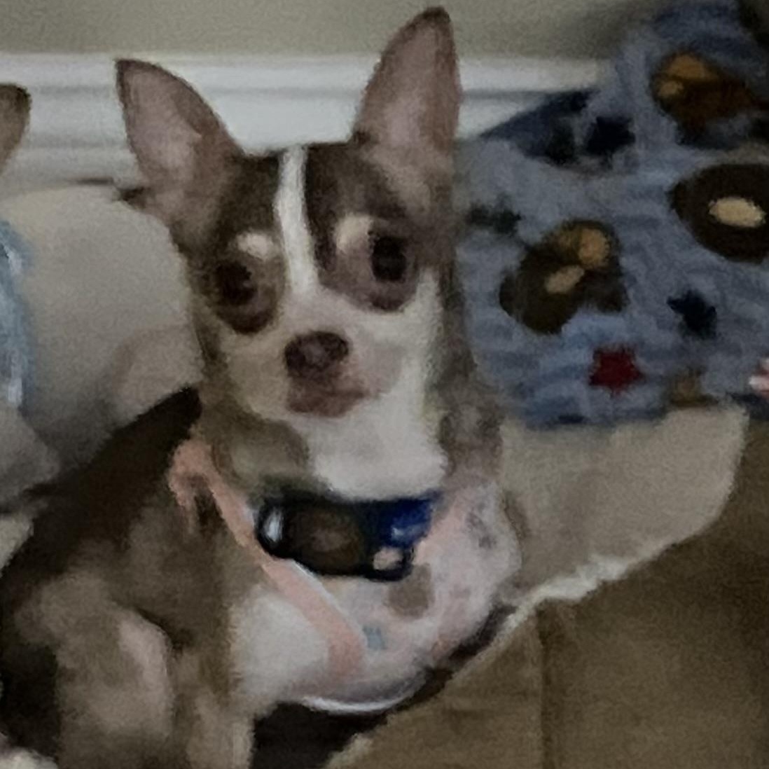 Enlarge Rocky, a ADOPTABLE Chihuahua in Durham, NC image 2/3