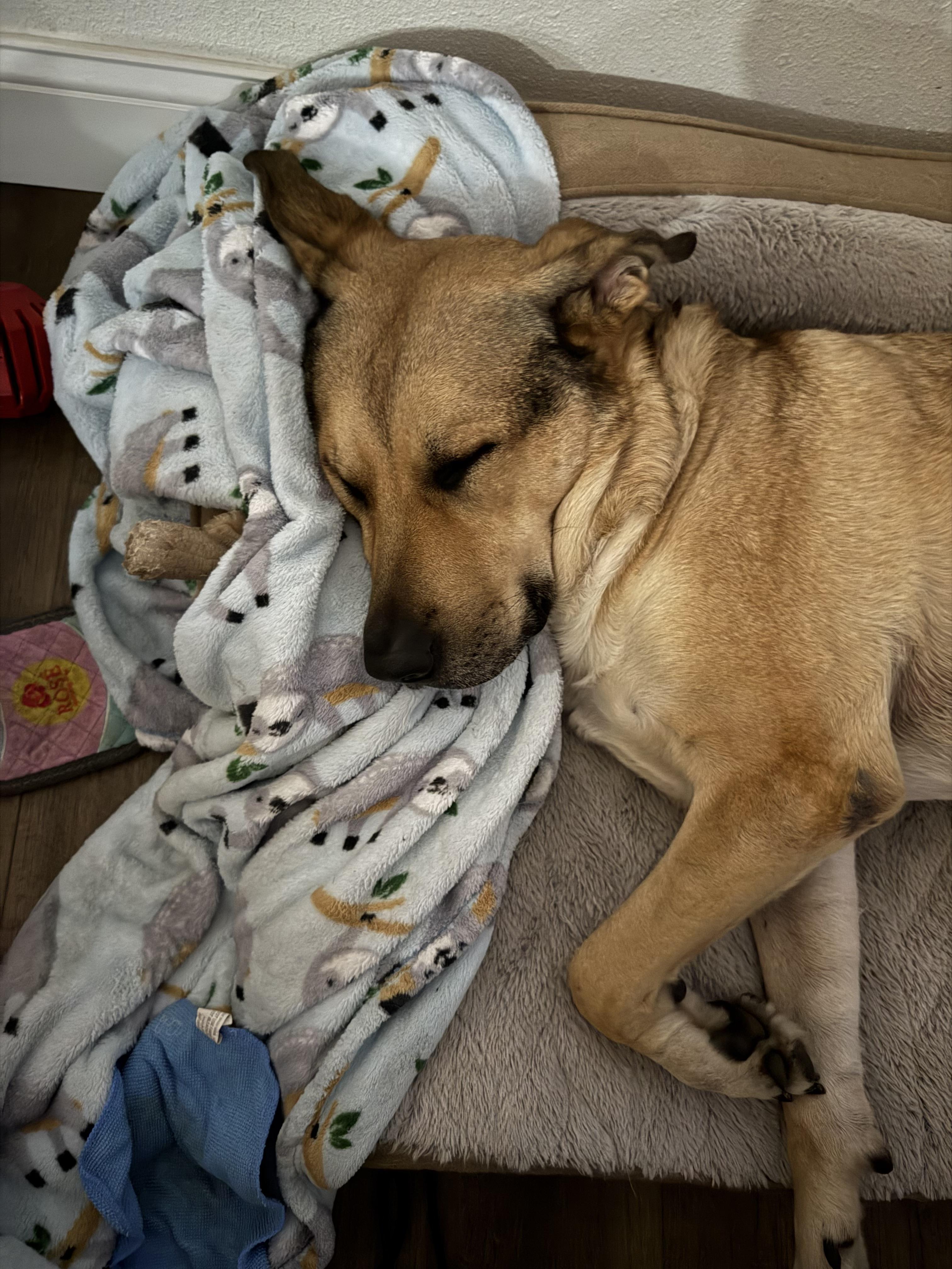 Enlarge Carter , a ADOPTABLE mixed breed in tampa, FL image 1/6