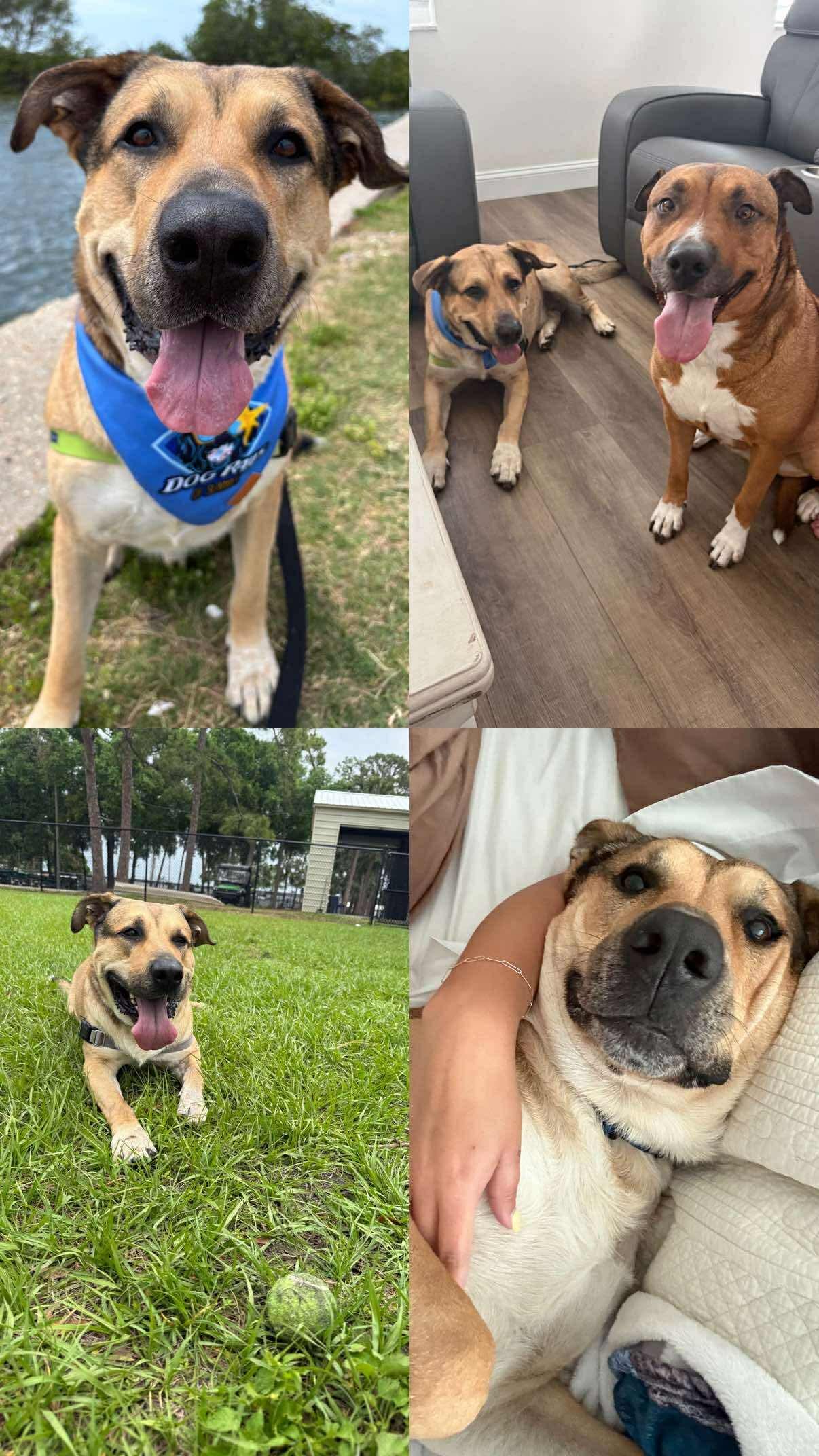 Enlarge Carter , a ADOPTABLE mixed breed in tampa, FL image 3/6