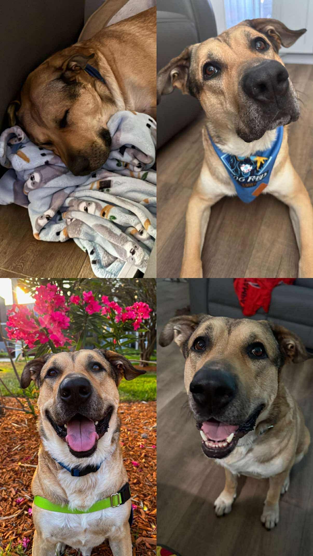 Enlarge Carter , a ADOPTABLE mixed breed in tampa, FL image 4/6