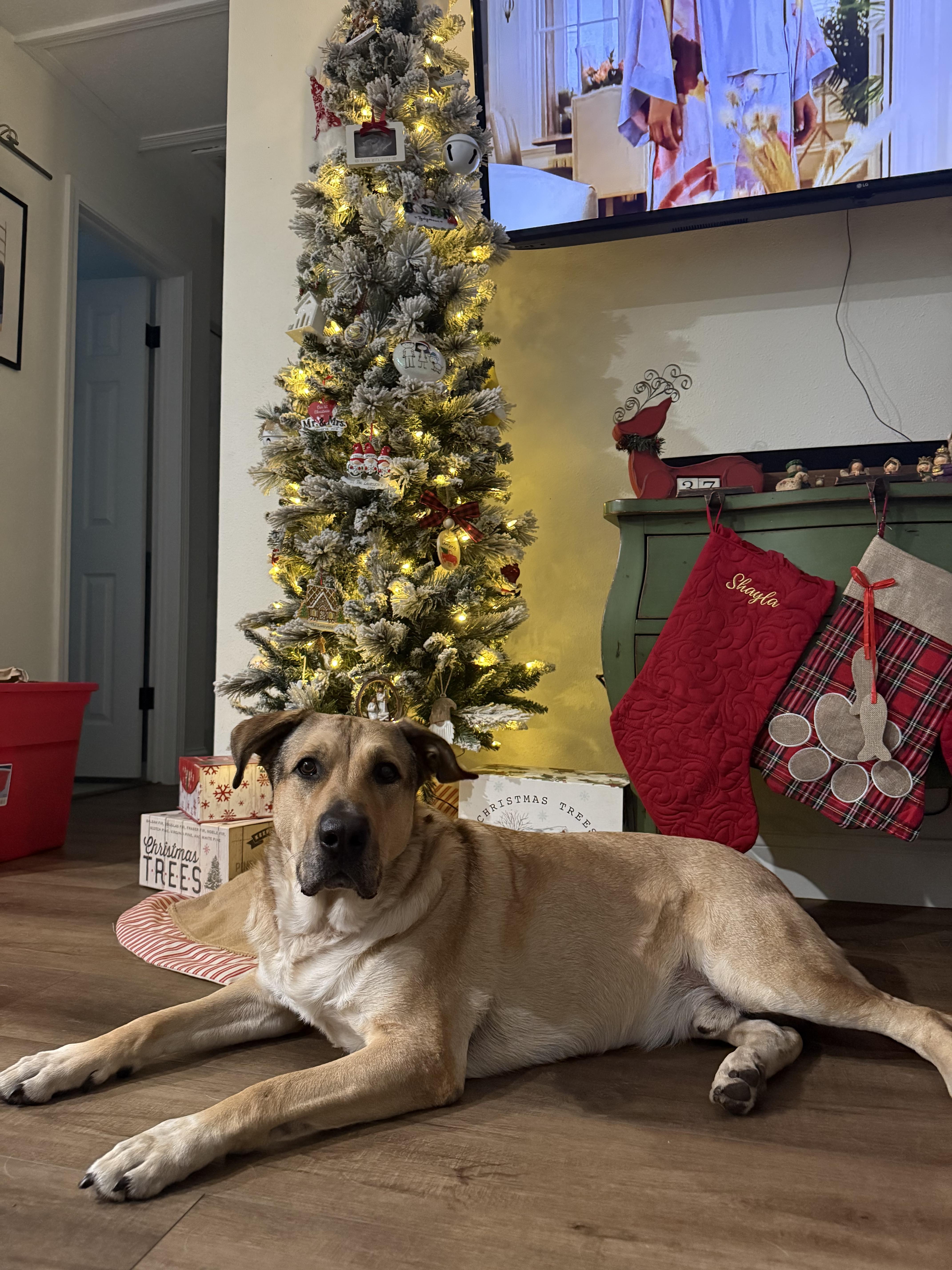 Enlarge Carter , a ADOPTABLE mixed breed in tampa, FL image 5/6