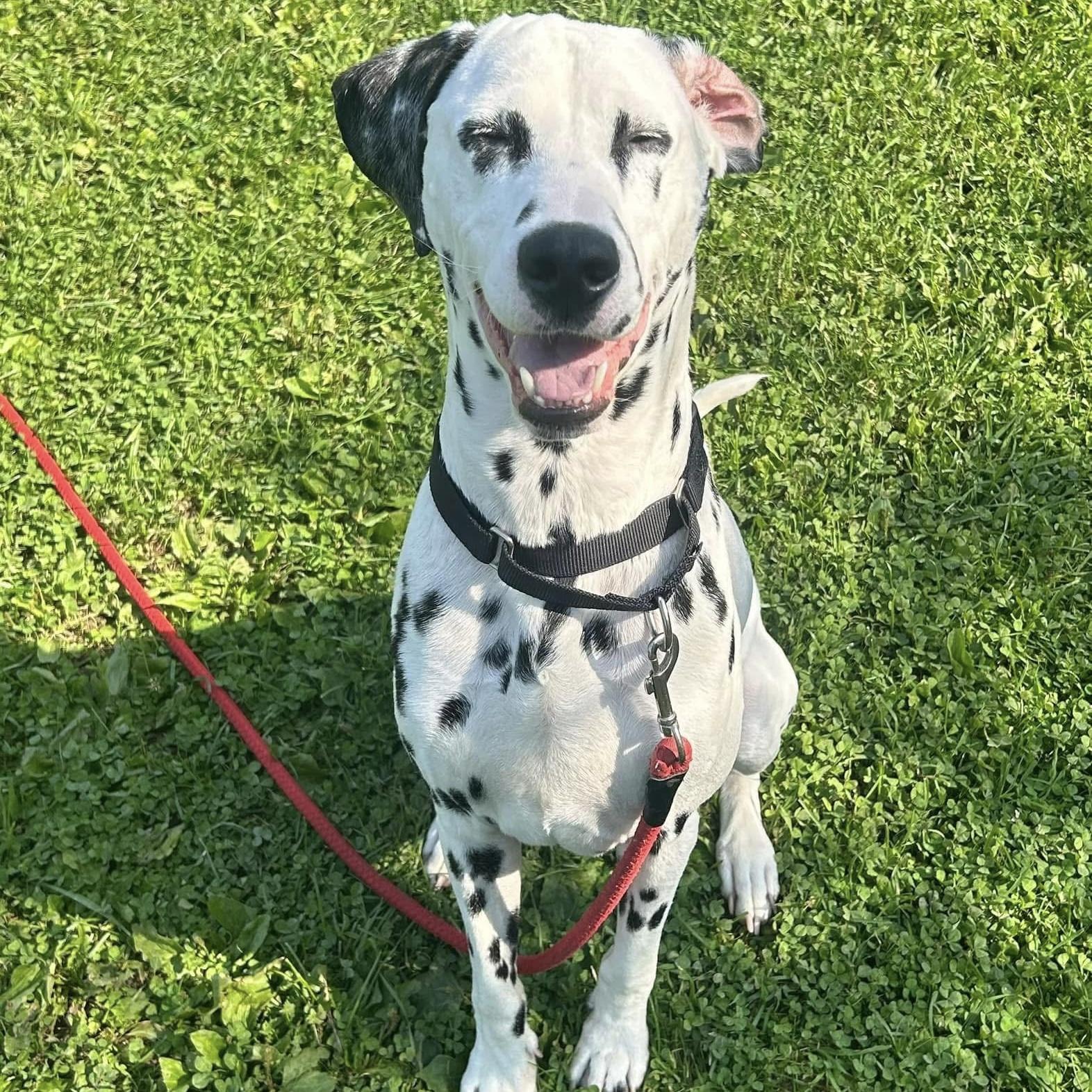 Enlarge Pongo, an adoptable Dalmatian in Syracuse, NY image 1/1