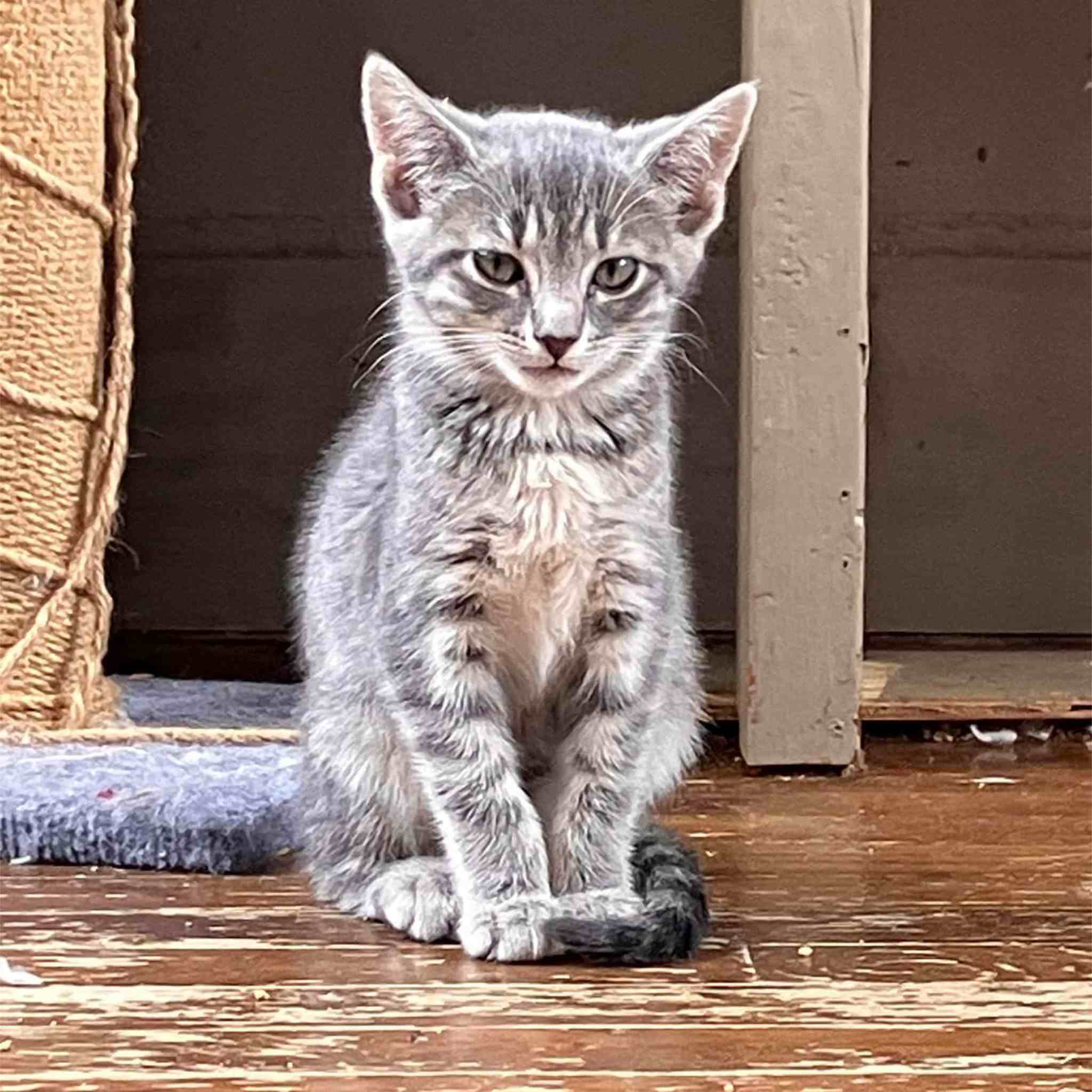 Enlarge May, a Adoptable Domestic Short Hair in Colbert, GA image 6/6