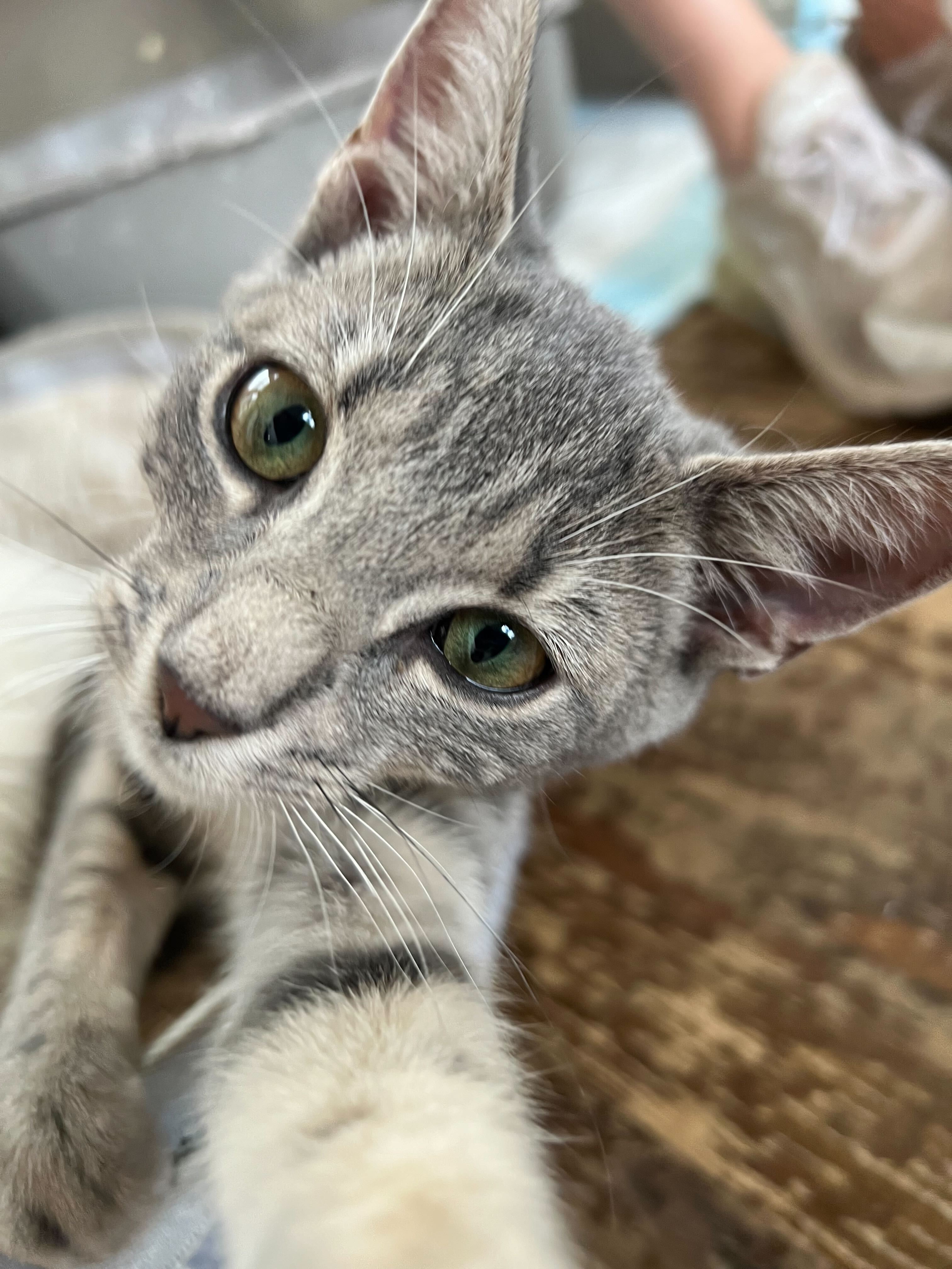 Enlarge May, a Adoptable Domestic Short Hair in Colbert, GA image 3/6