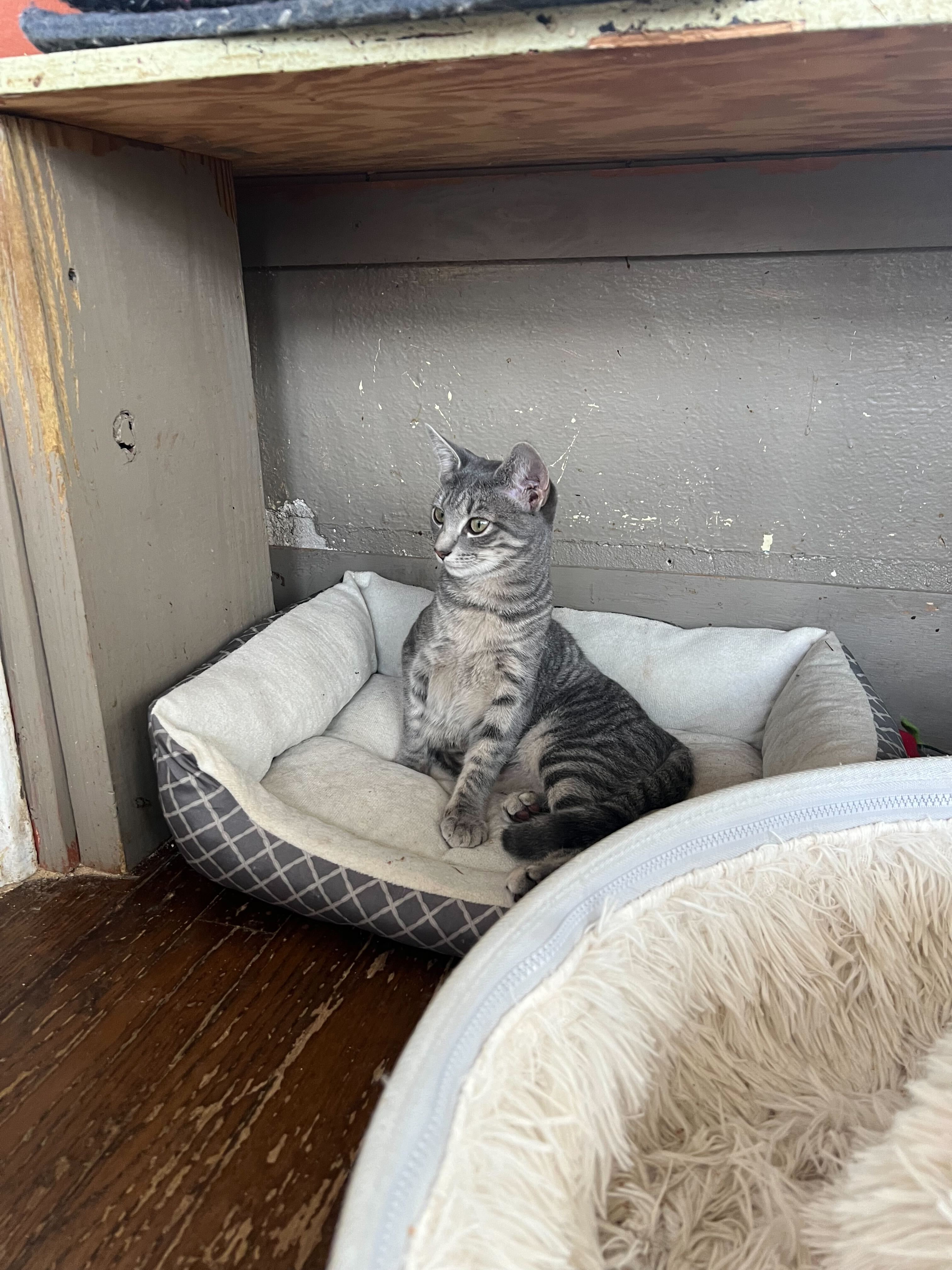 Enlarge May, a Adoptable Domestic Short Hair in Colbert, GA image 1/6