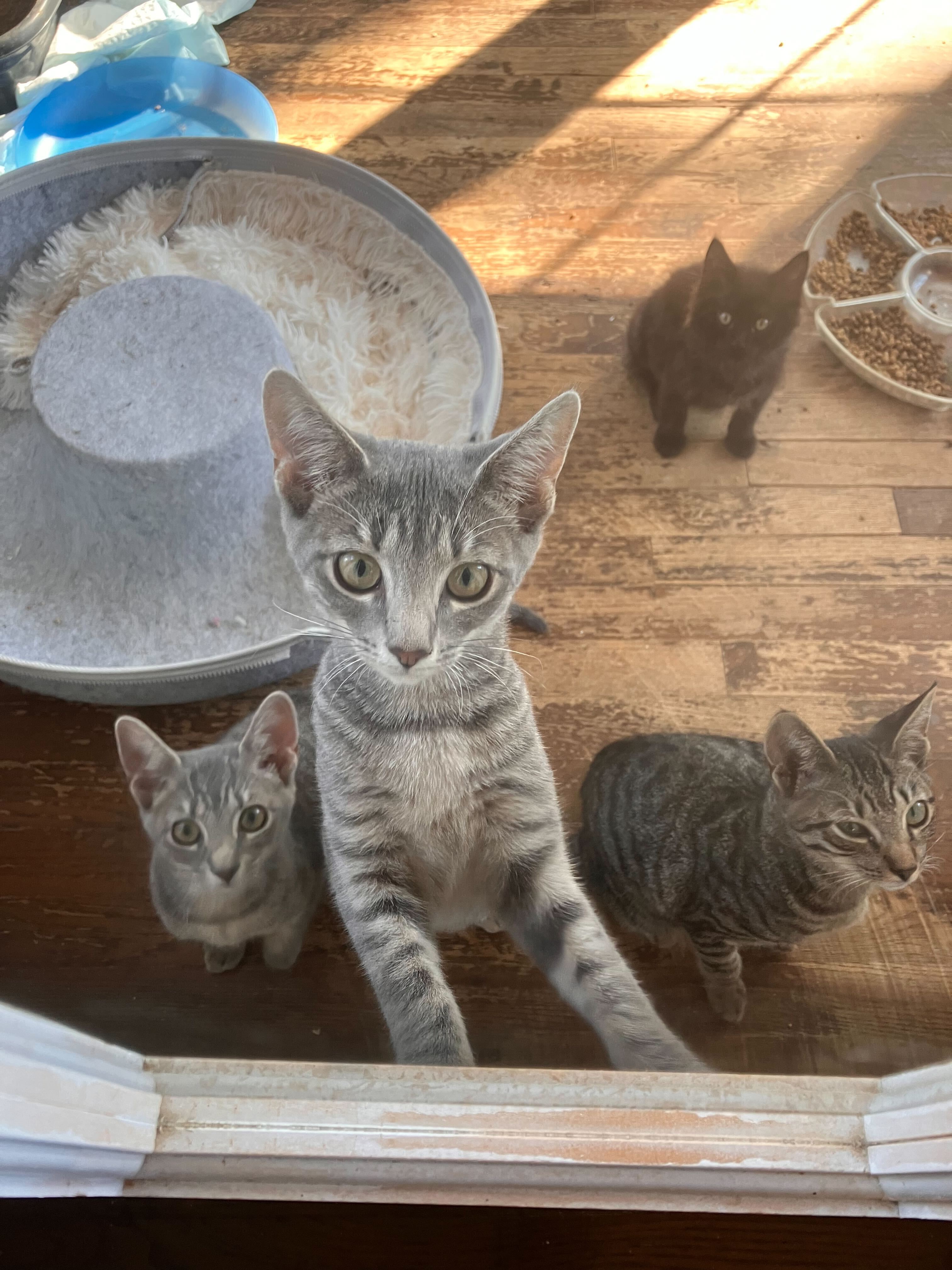 Enlarge May, a Adoptable Domestic Short Hair in Colbert, GA image 2/6