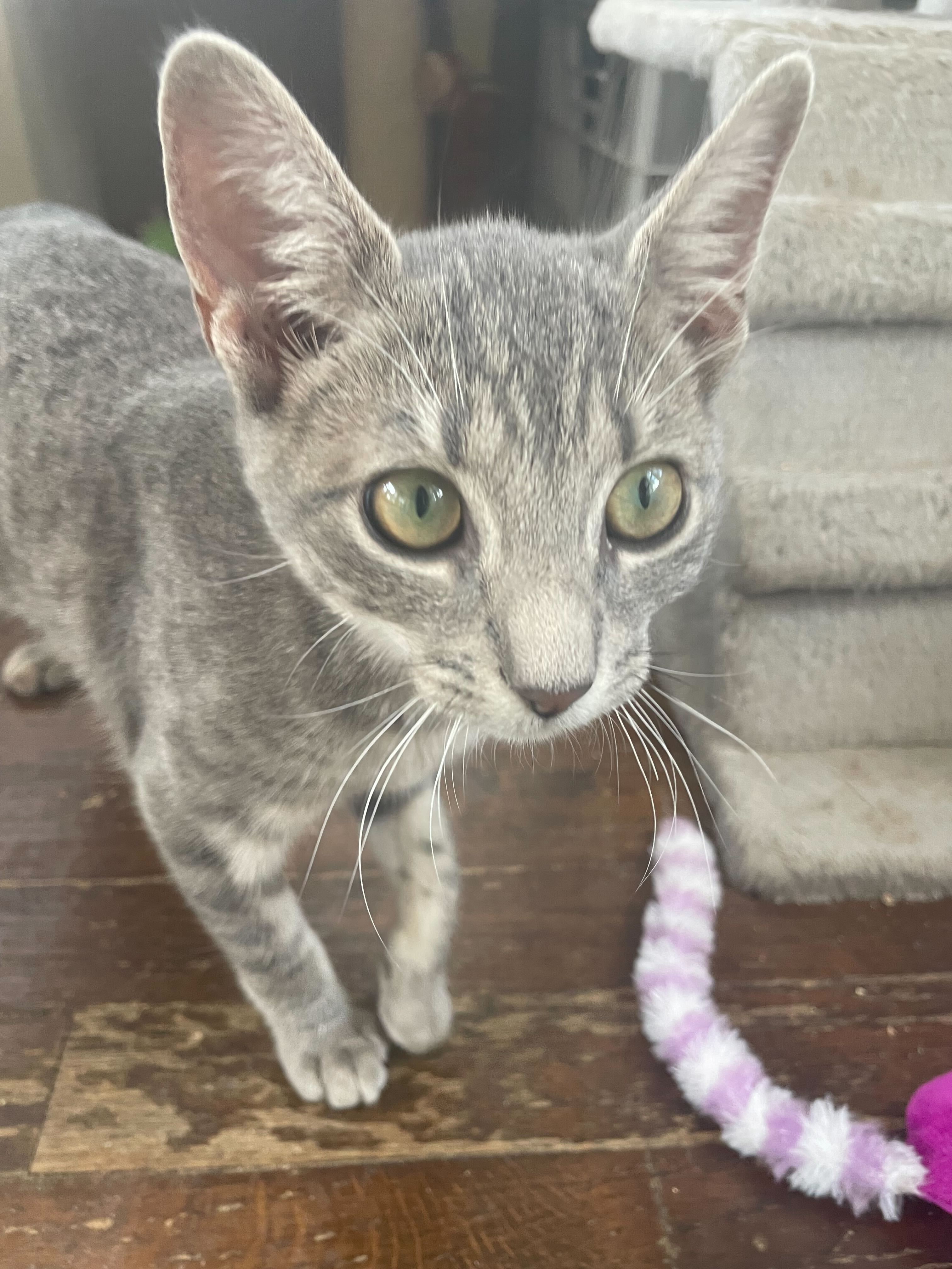 Enlarge May, a Adoptable Domestic Short Hair in Colbert, GA image 5/6