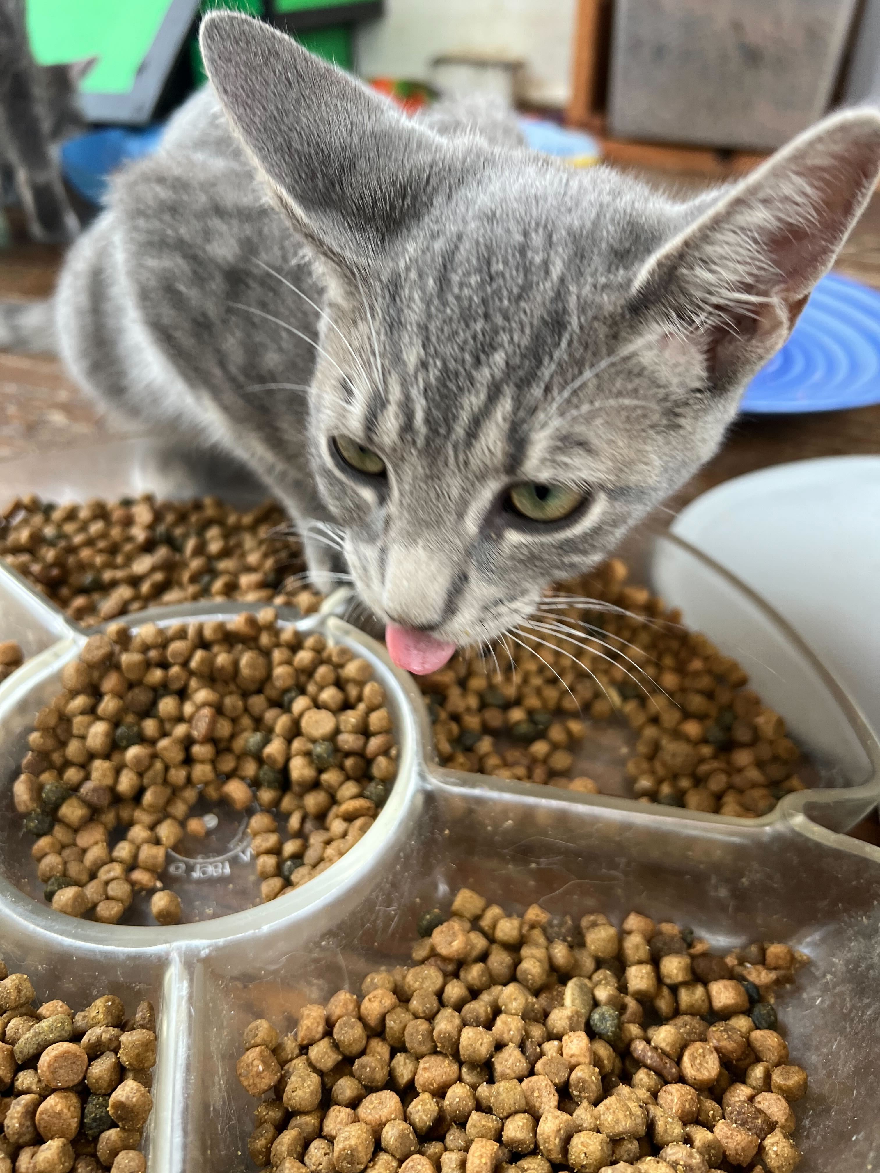 Enlarge May, a Adoptable Domestic Short Hair in Colbert, GA image 4/6