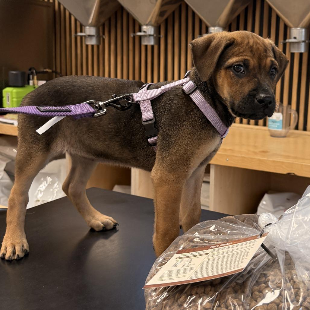 Lyla, Adoptable, Puppy Female Mixed Breed.