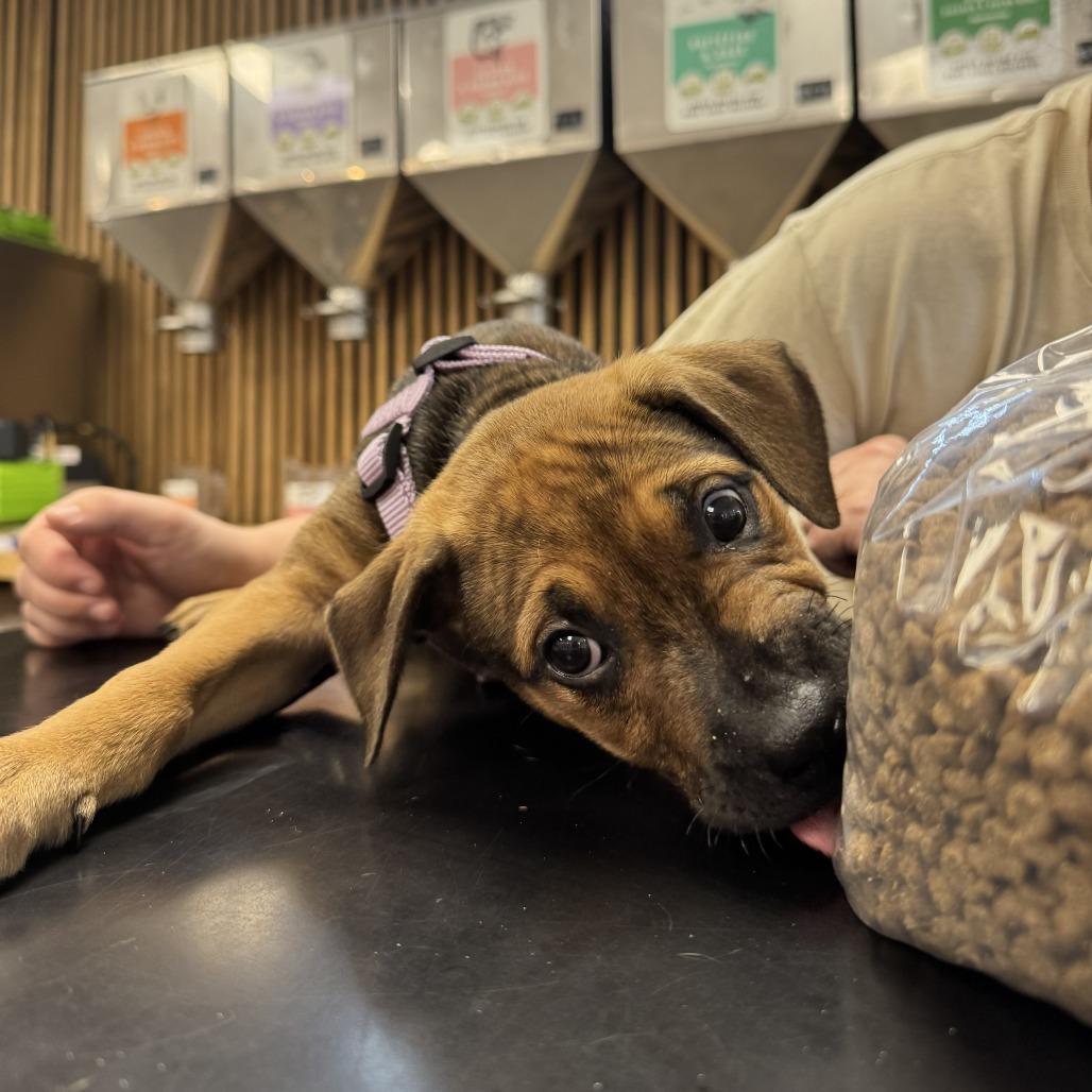 Enlarge Lyla, a Adoptable Mixed Breed in Jacksonville Beach, FL image 2/5