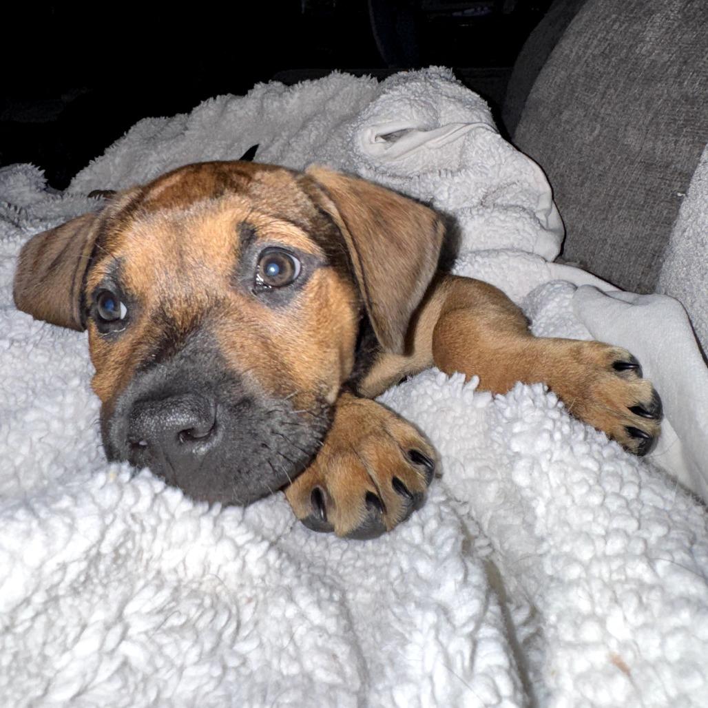 Enlarge Lyla, a Adoptable Mixed Breed in Jacksonville Beach, FL image 3/6