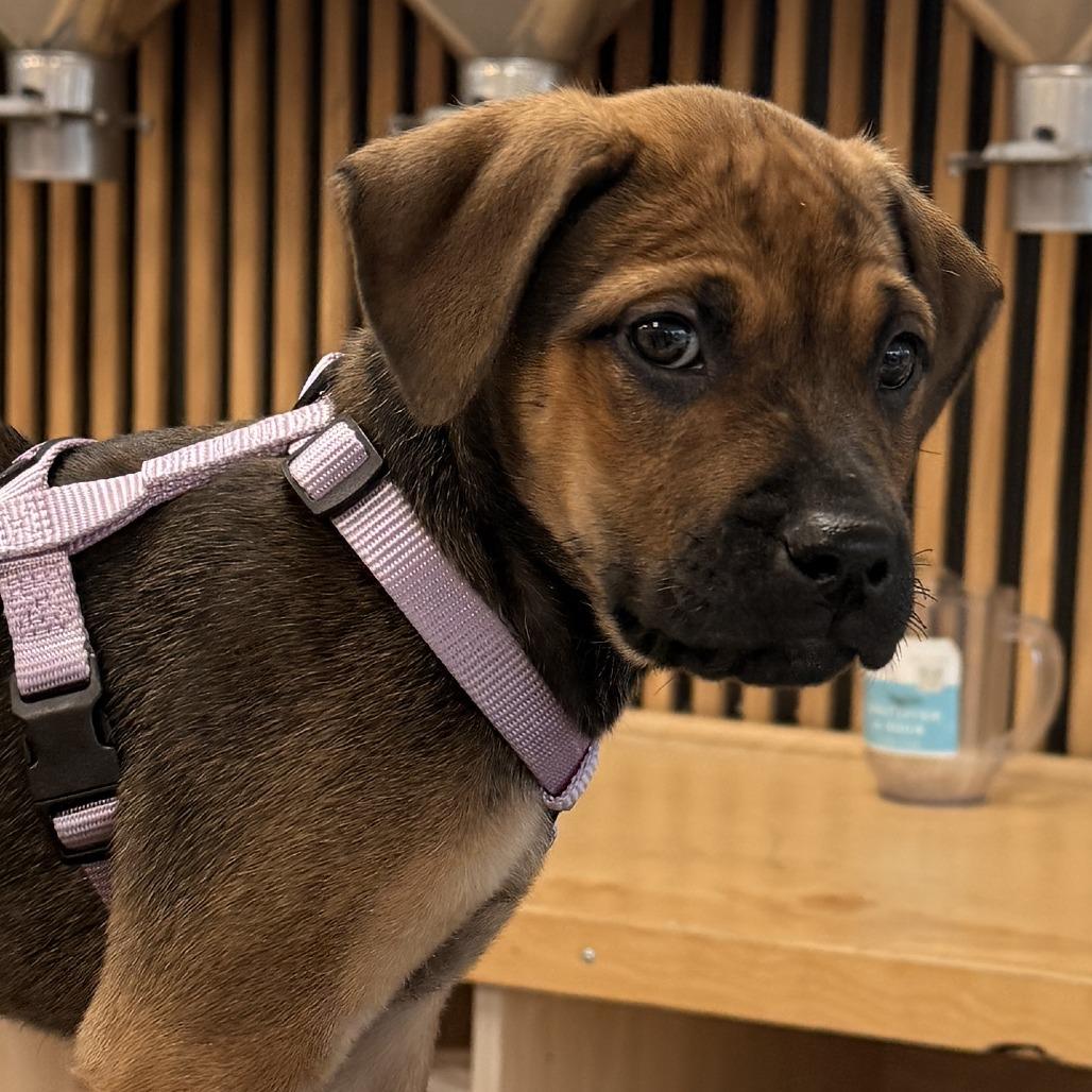 Enlarge Lyla, a Adoptable Mixed Breed in Jacksonville Beach, FL image 3/5