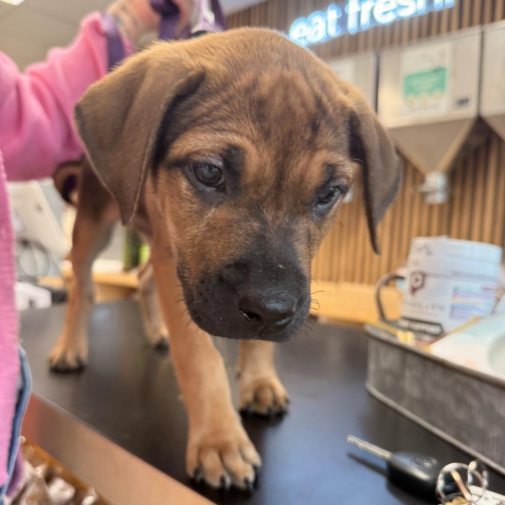 Enlarge Lyla, a Adoptable Mixed Breed in Jacksonville Beach, FL image 4/5