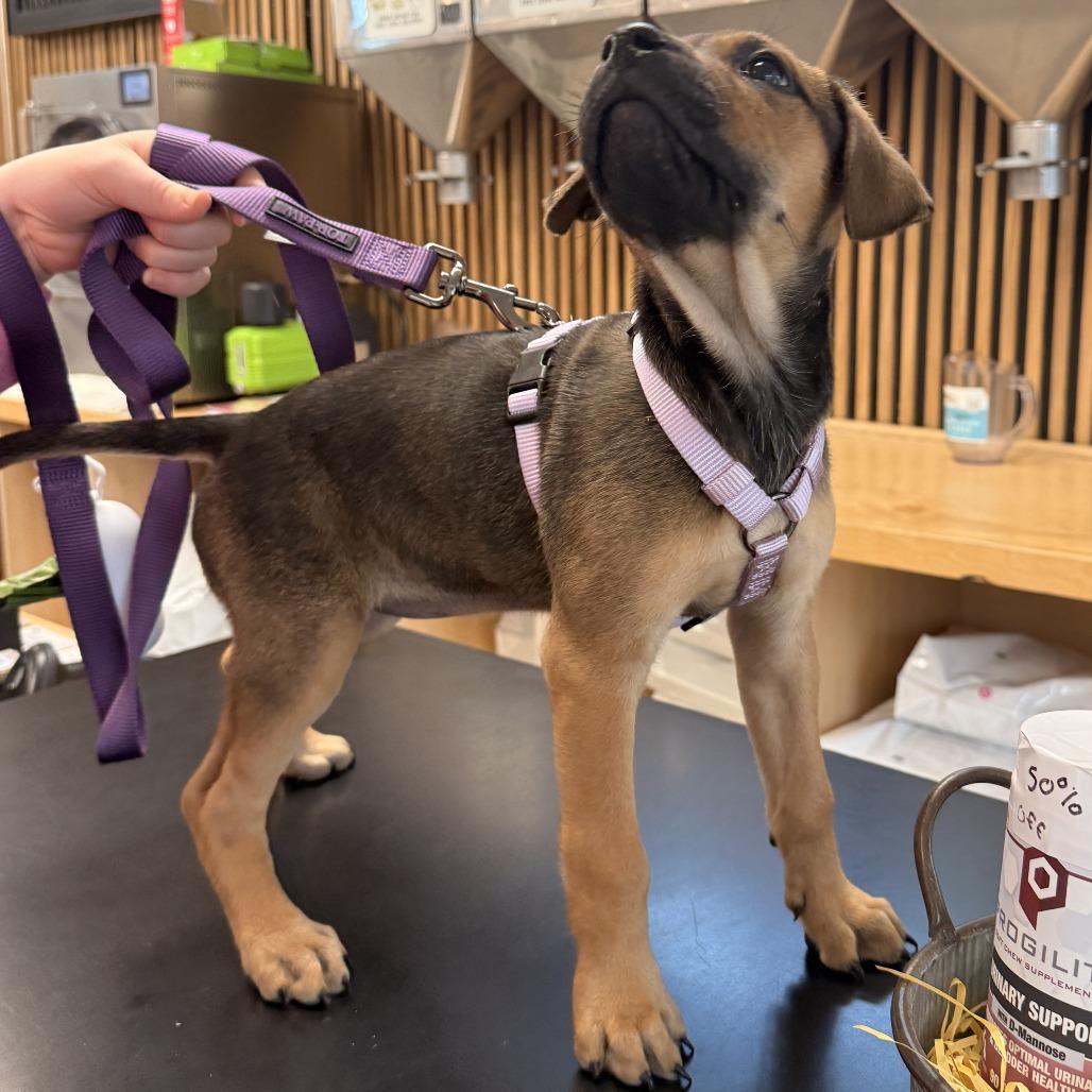 Enlarge Lyla, a Adoptable Mixed Breed in Jacksonville Beach, FL image 5/5