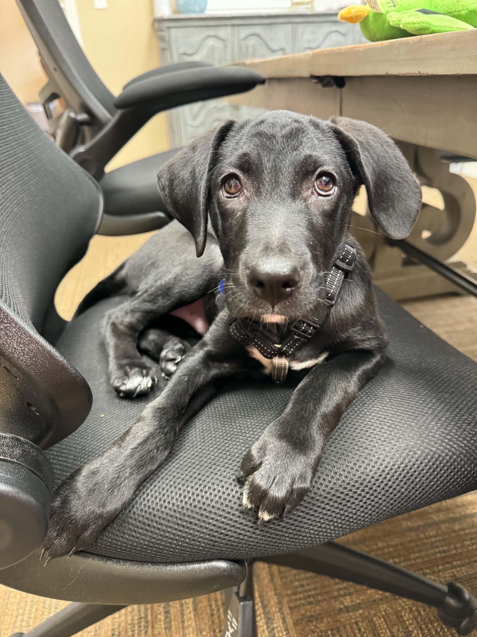 Grant, Adoptable, Puppy Male Black Labrador Retriever.