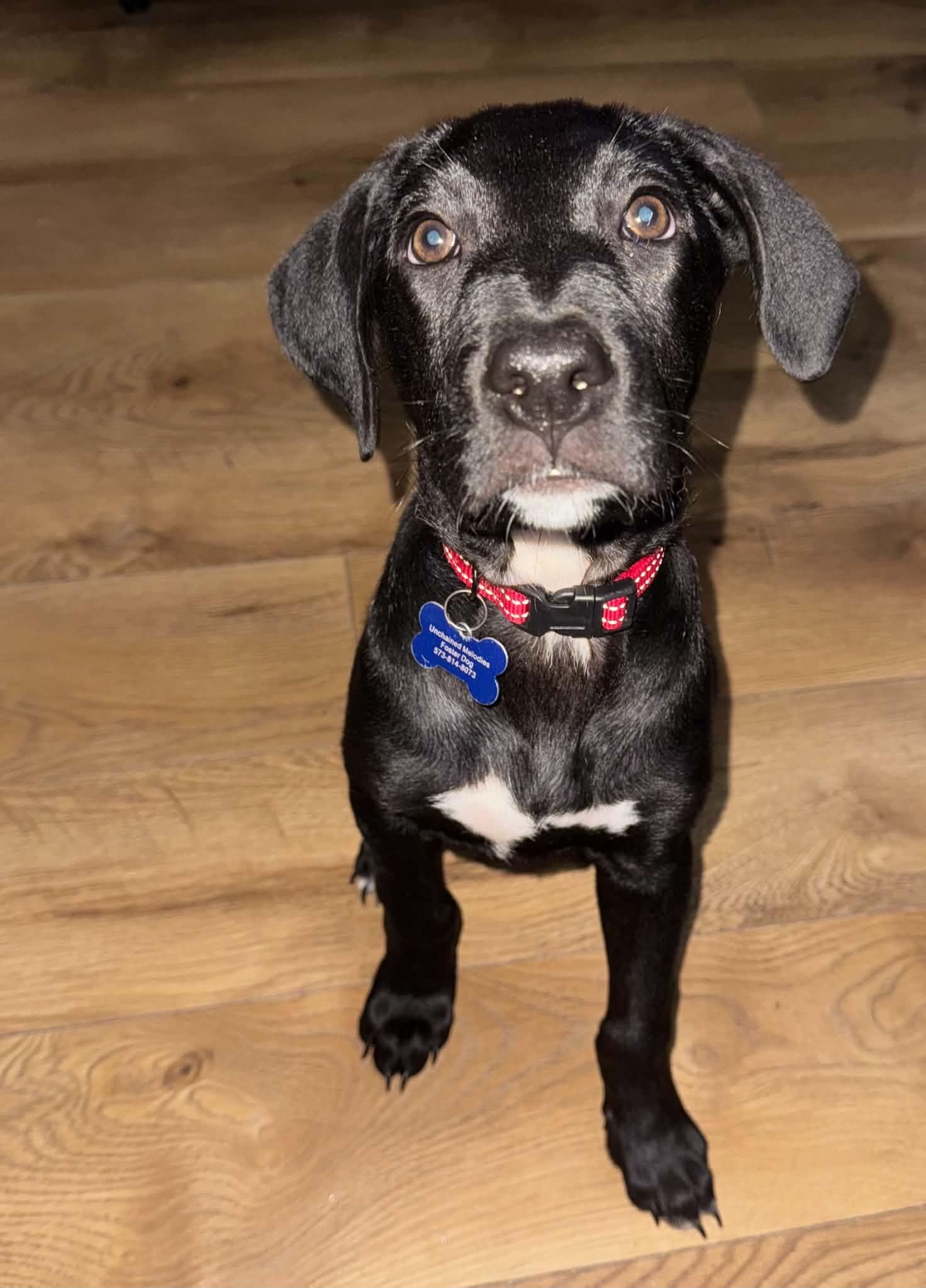 Enlarge Grant, a Adoptable mixed breed in Columbia, MO image 3/6