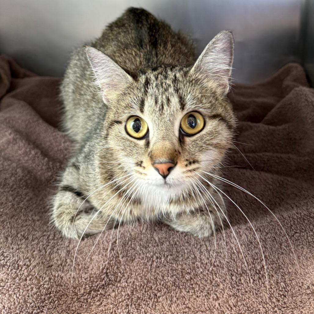 Punkin, Adoptable, Young Female Domestic Short Hair.