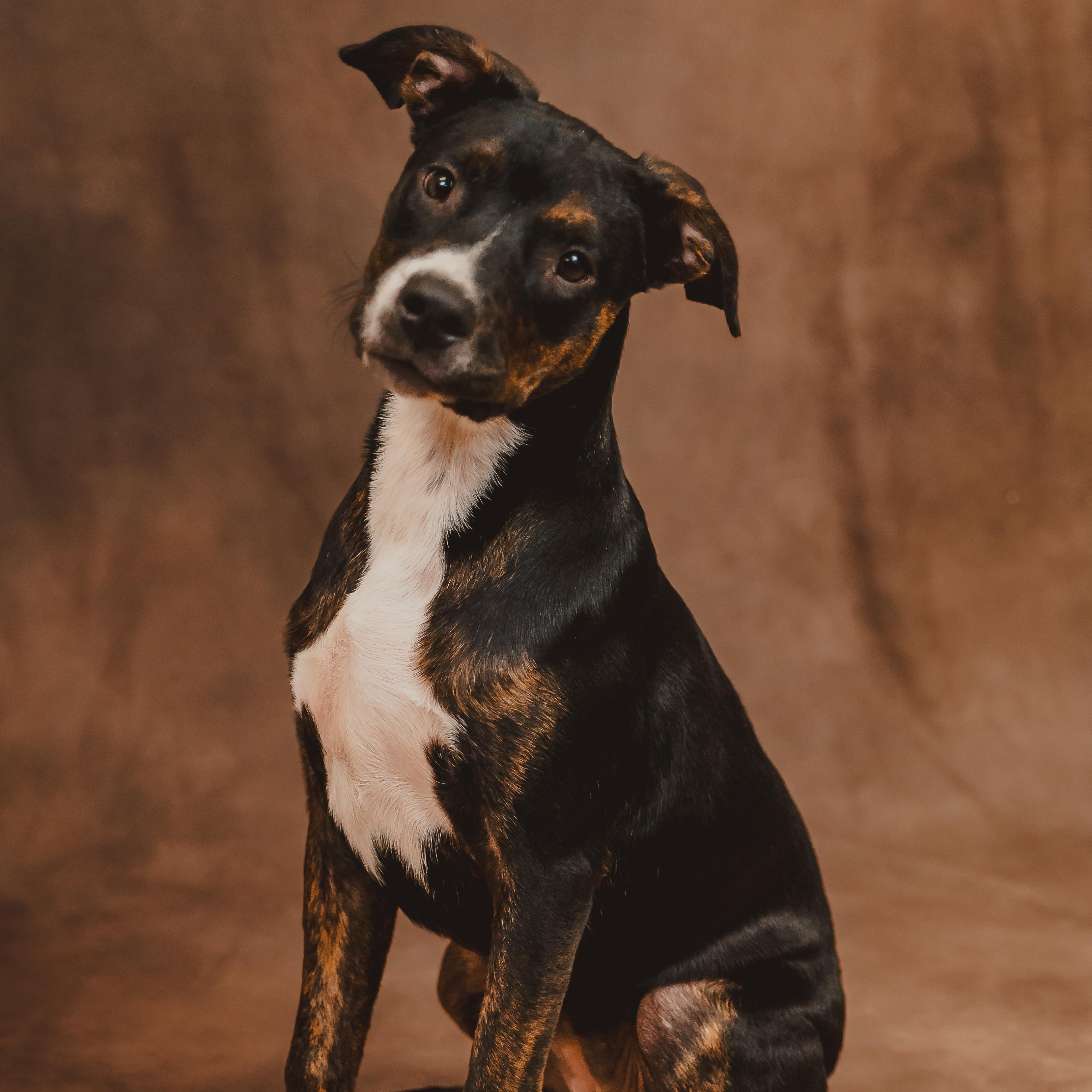 Nutmeg — thumbnail 5