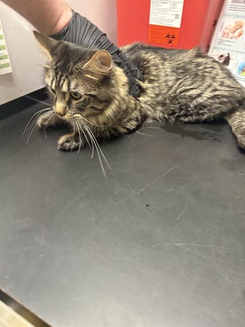 Enlarge TIM, a Adoptable Domestic Medium Hair in Minneapolis, MN image 1/1