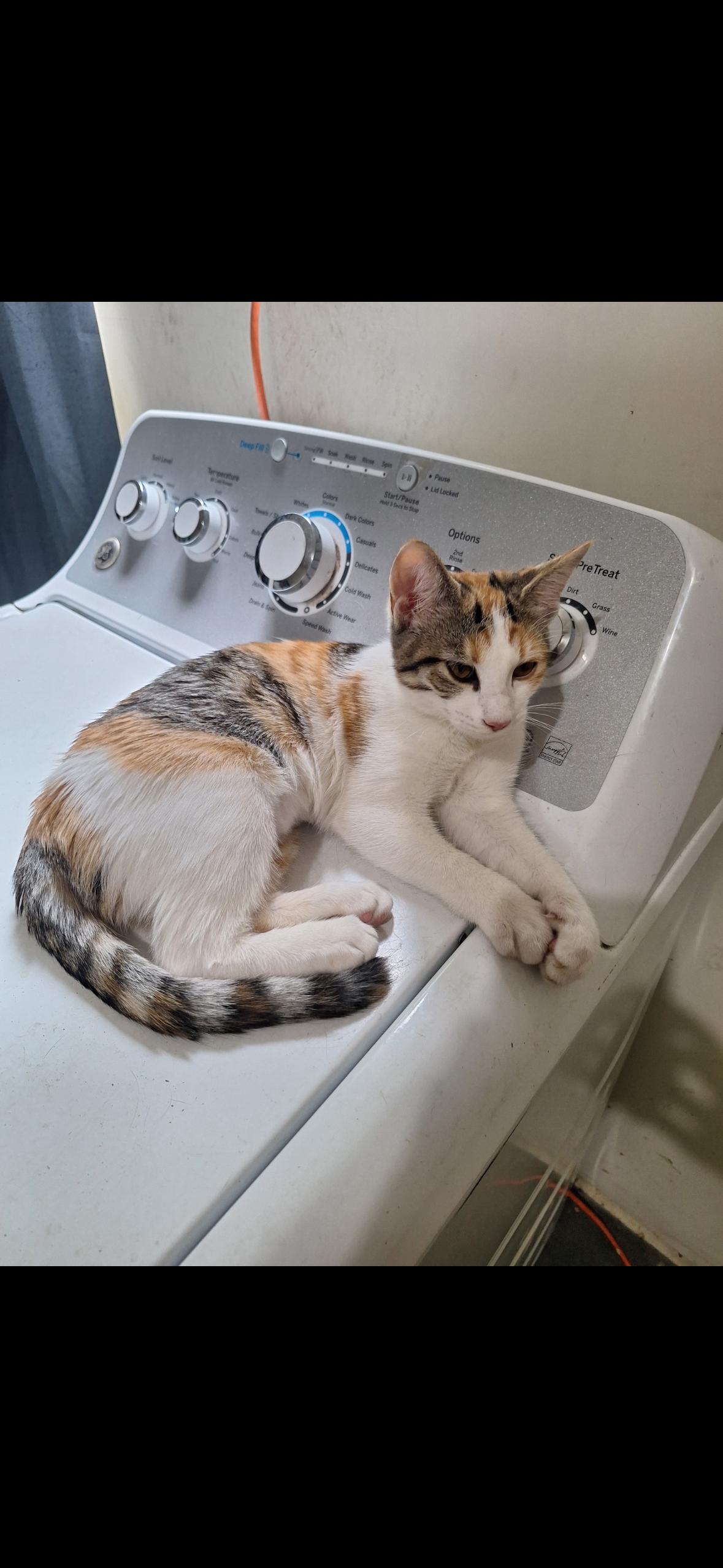 Enlarge Honey, a Adopted Calico in Missoula, MT image 1/1