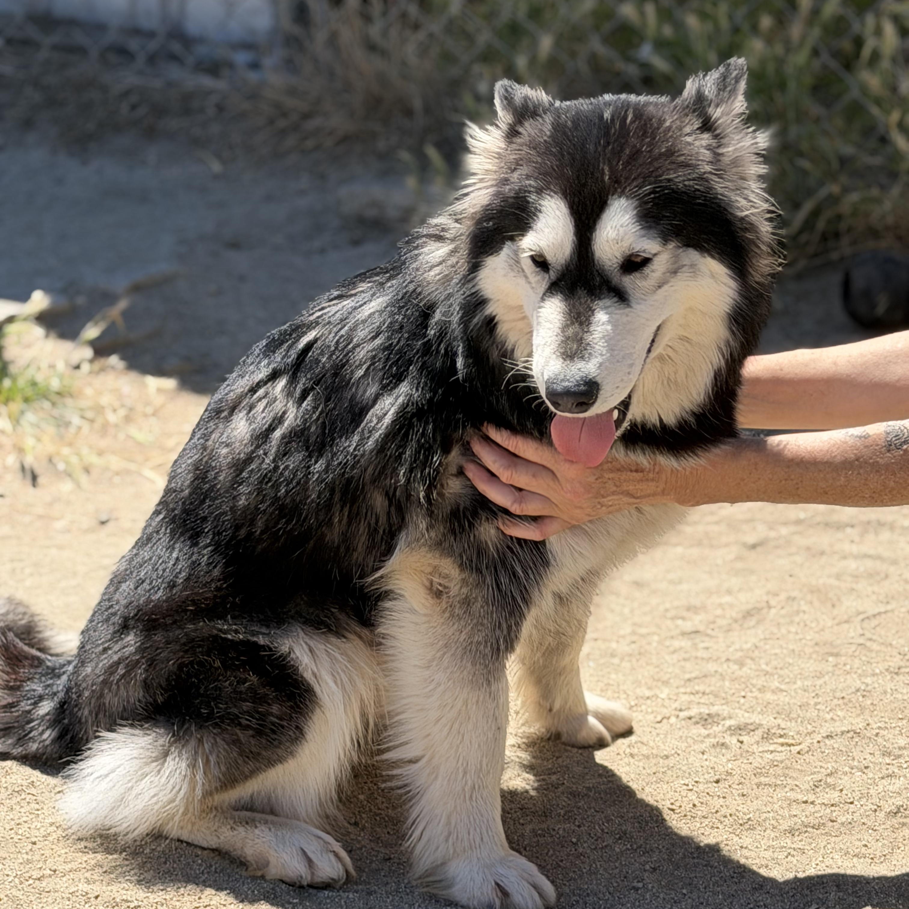 Enlarge SUNNY!, a ADOPTABLE Siberian Husky in San Deigo, CA image 6/6