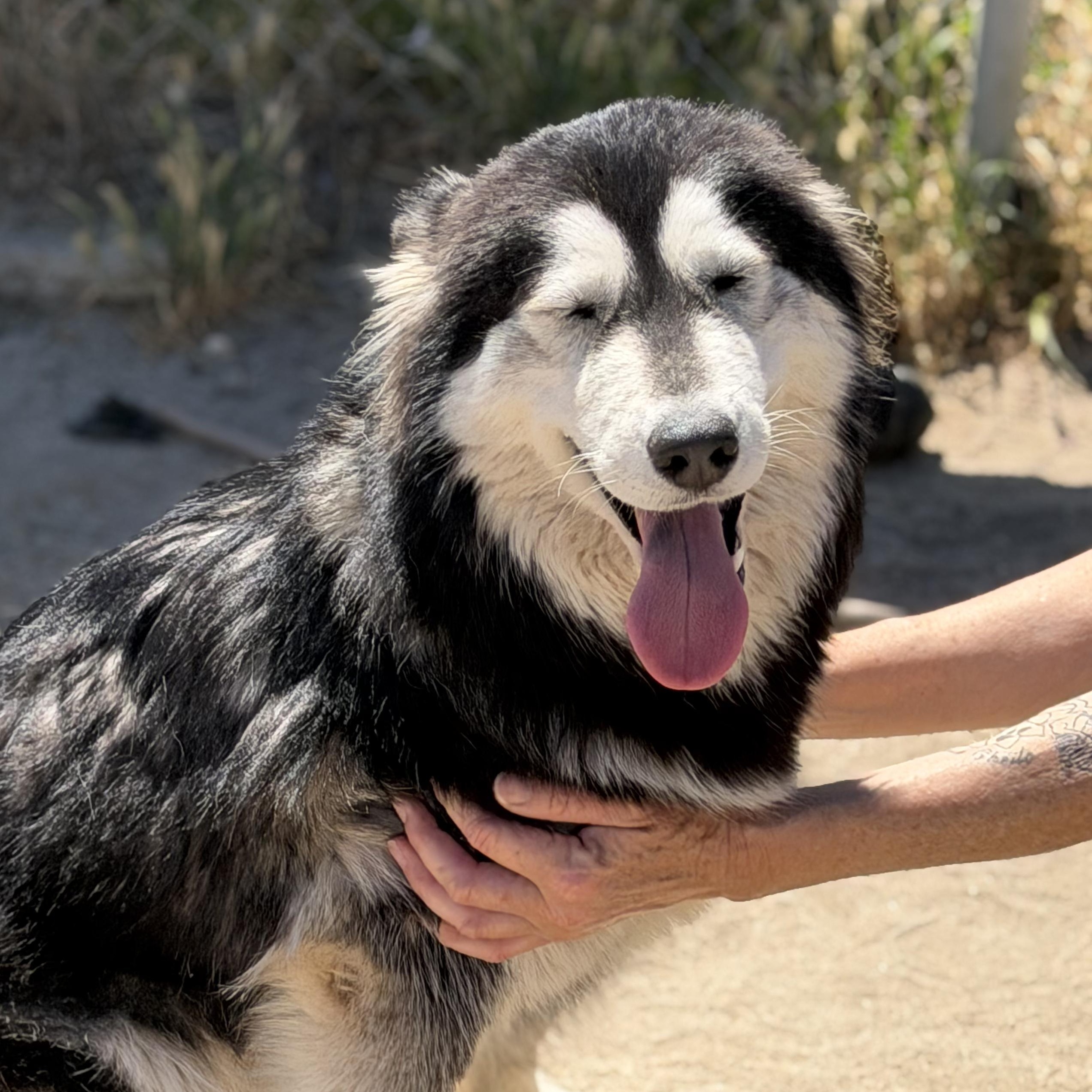 SUNNY!, ADOPTABLE, Young Female Siberian Husky.