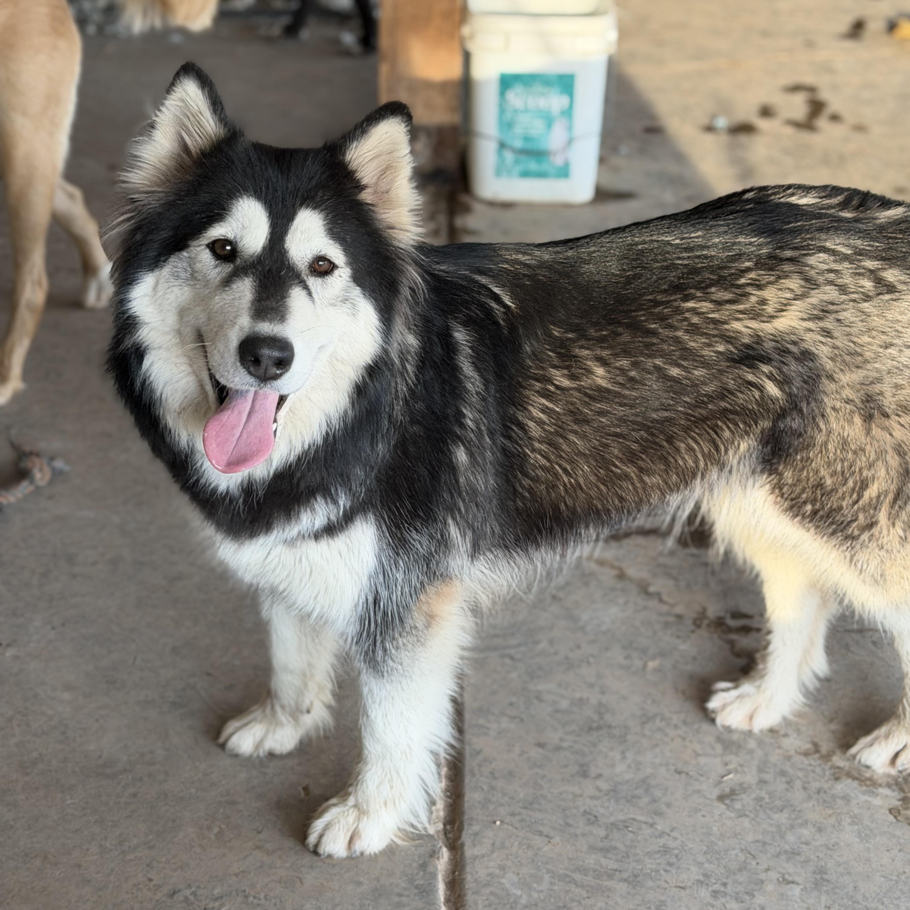 Enlarge SUNNY!, a ADOPTABLE Siberian Husky in San Deigo, CA image 4/6