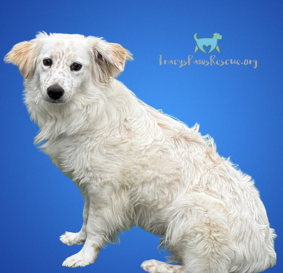 Tillie- A Gentle Soul Ready for Her Forever Home