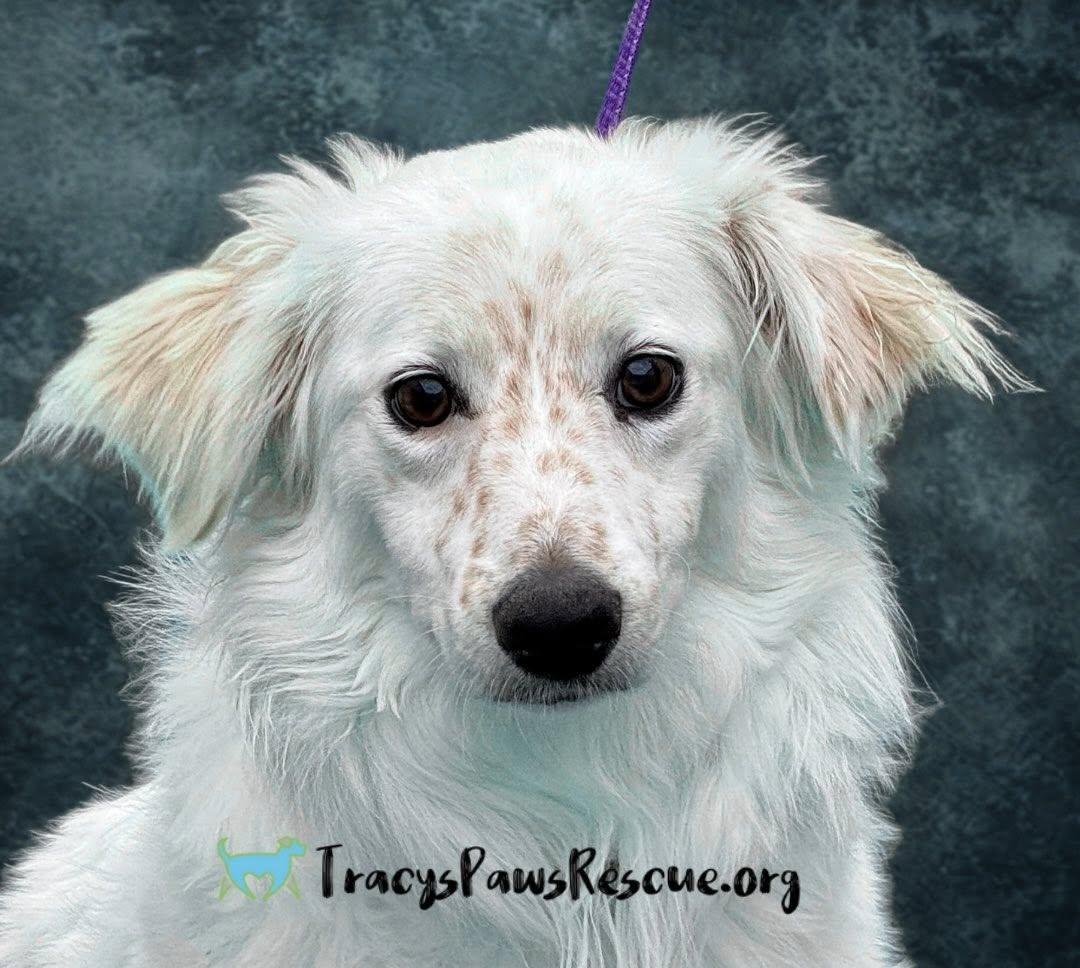 Tillie- A Gentle Soul Ready for Her Forever Home