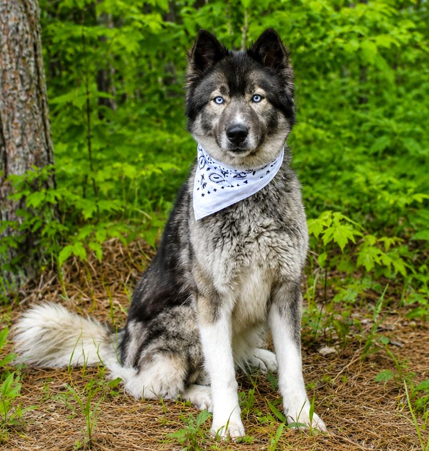 Enlarge Millie, a ADOPTABLE Husky in Cheboygan, MI image 1/6
